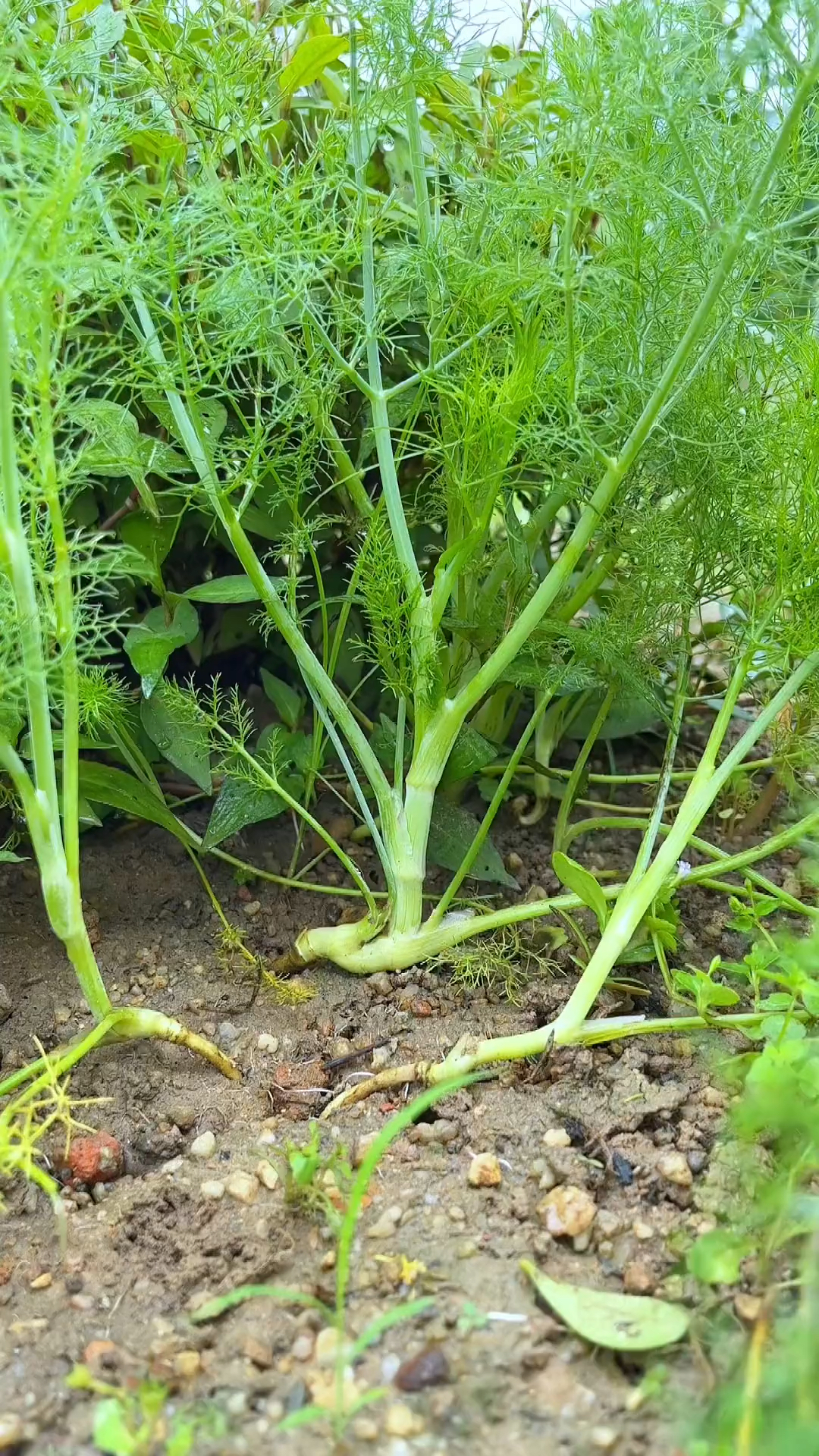 都说冬吃萝卜夏吃姜,在夏天我喜欢煮个茴香菜粥