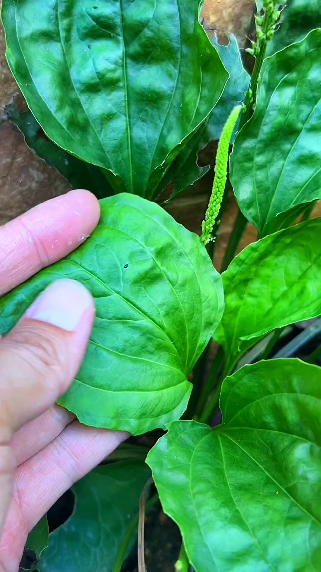 车前草，别名竹壳菜、虾蟆衣、车轮菜等等