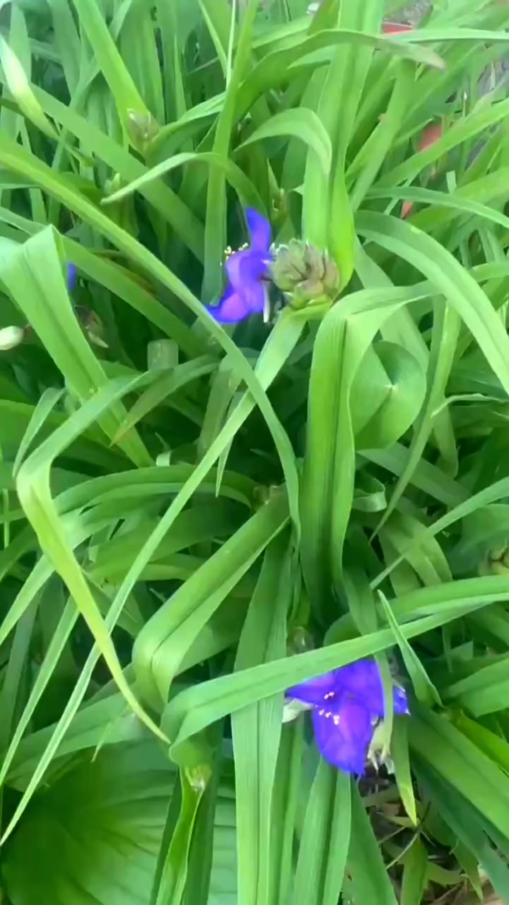 紫露草为鸭跖草科紫露草属多年生草本