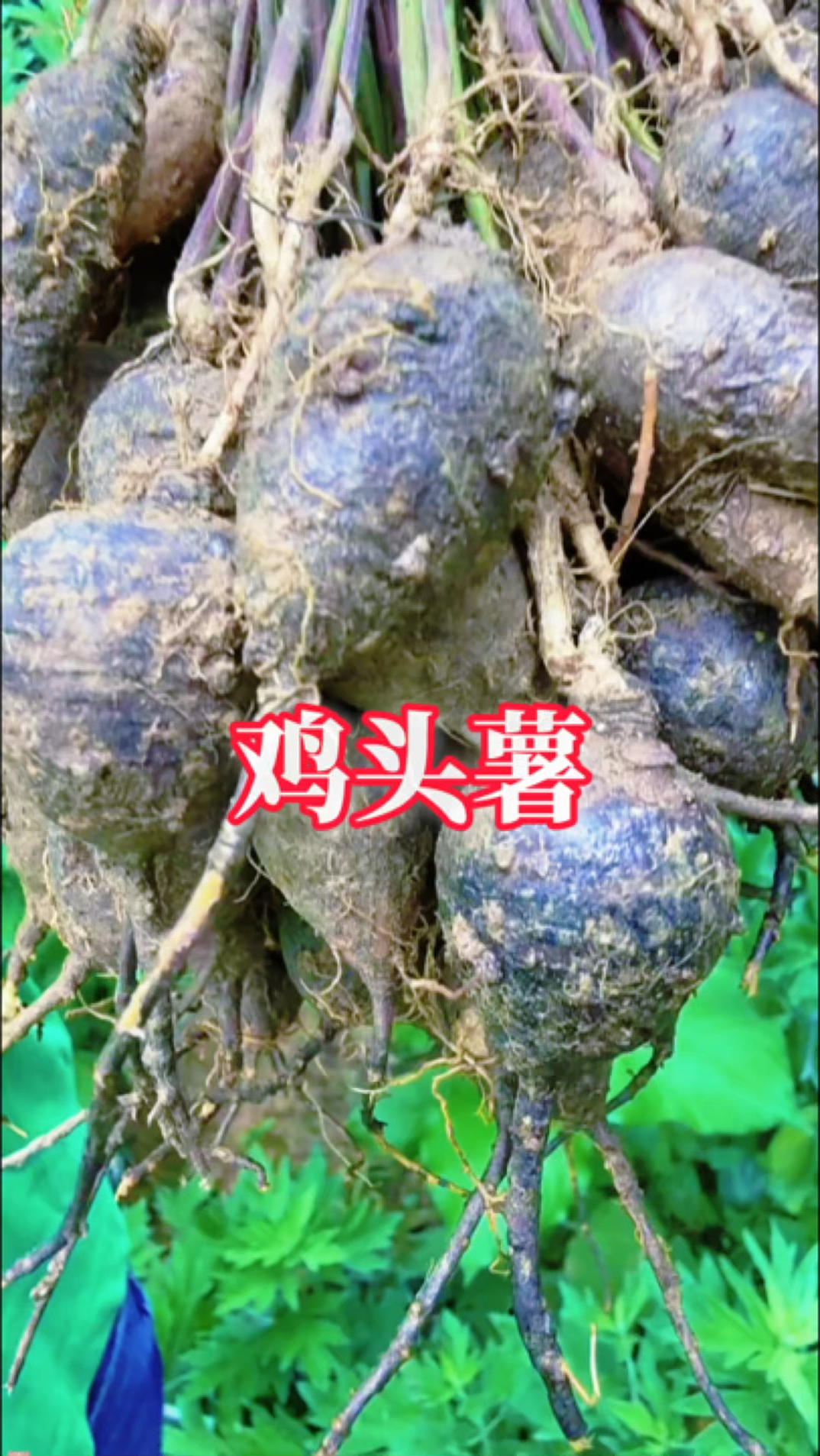 草丛里挖到“金花生”！里老人偷偷找的宝贝，00后都没见过！