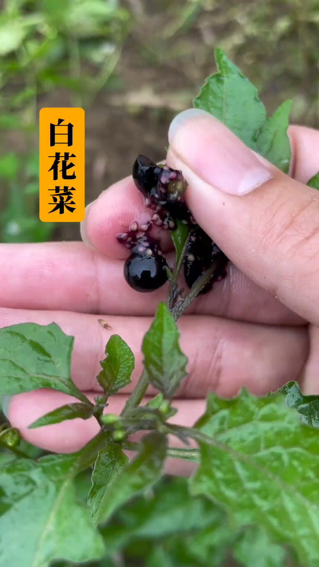 你的家乡嘛?知道它的别名和作用的,不妨说说看