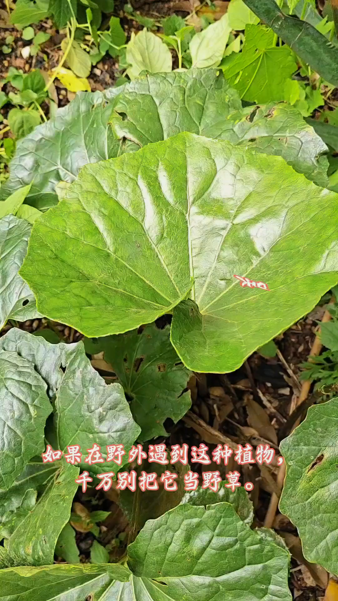 你的家乡还有嘛?知道它的别名和作用的,不妨说说看