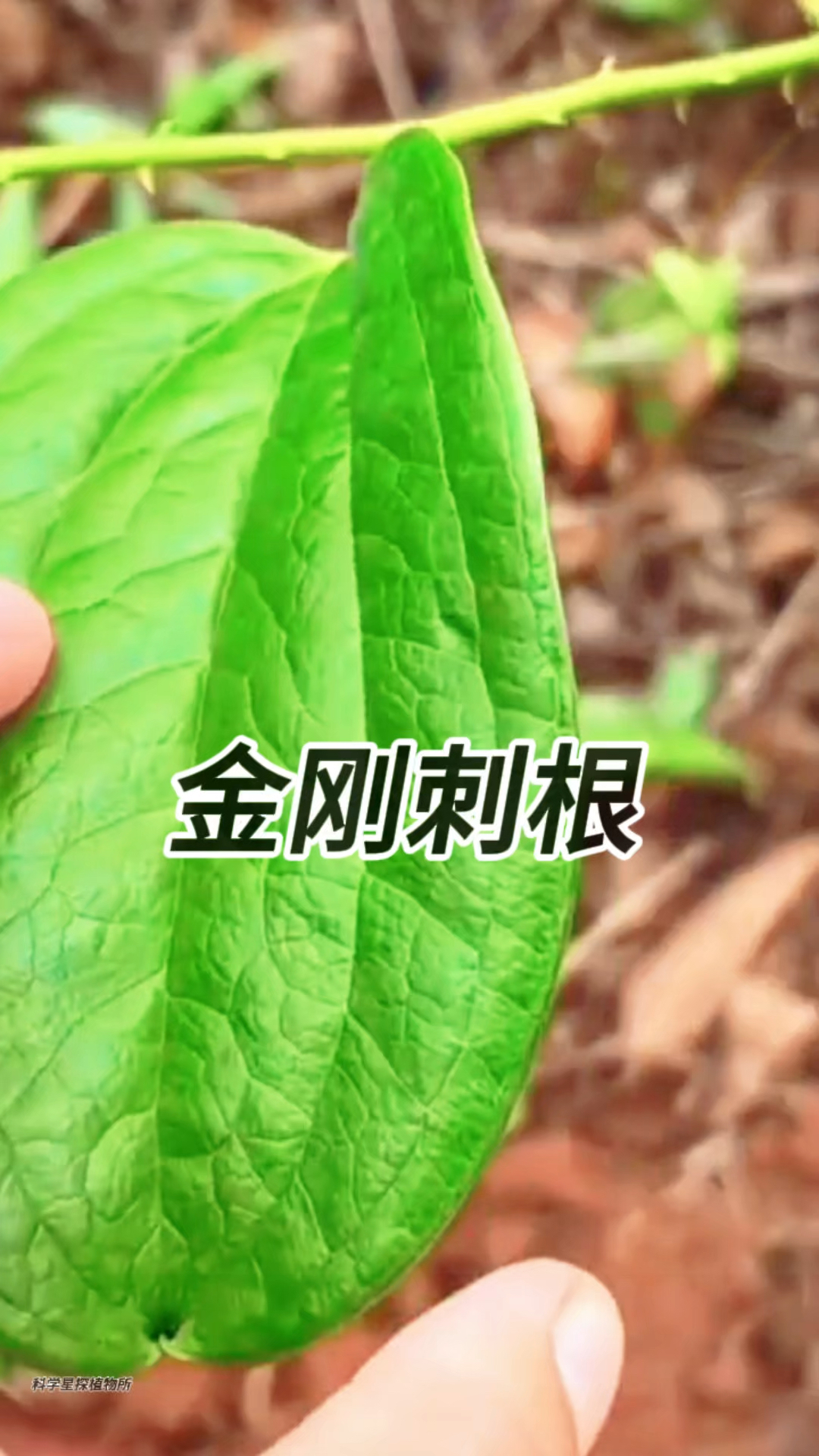 你的家乡还有嘛?知道它的别名和作用的,不妨说说看