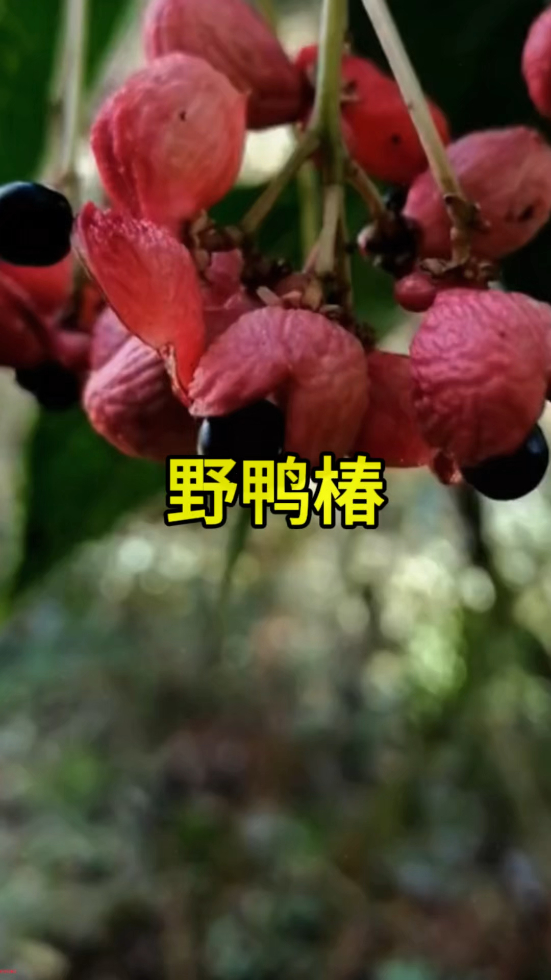 你的家乡还有嘛？知道它的别名和作用的，不妨说说看