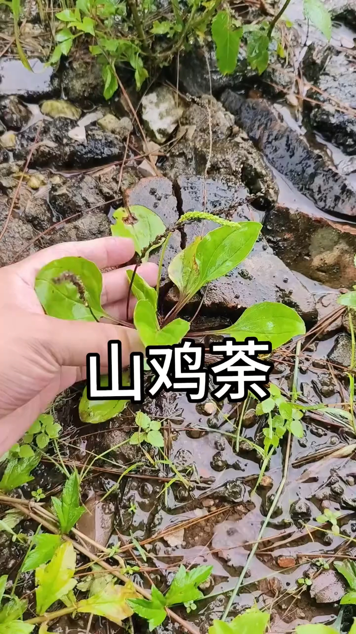 你的家乡还有嘛?知道它的别名和作用的,不妨说说看