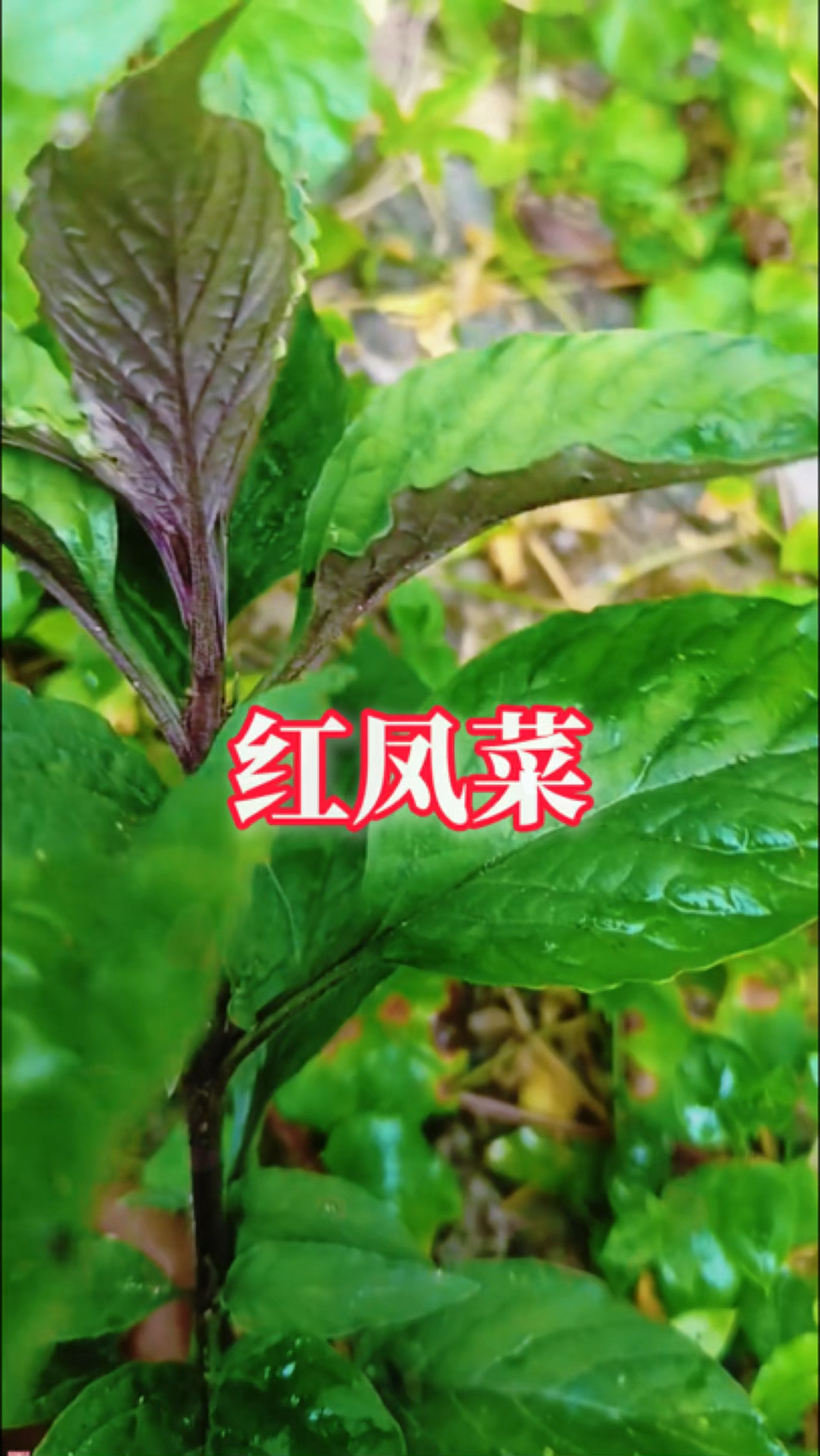 田间惊现“红凤菜”!懂的人连夜挖回家,你家墙角可能正藏着!