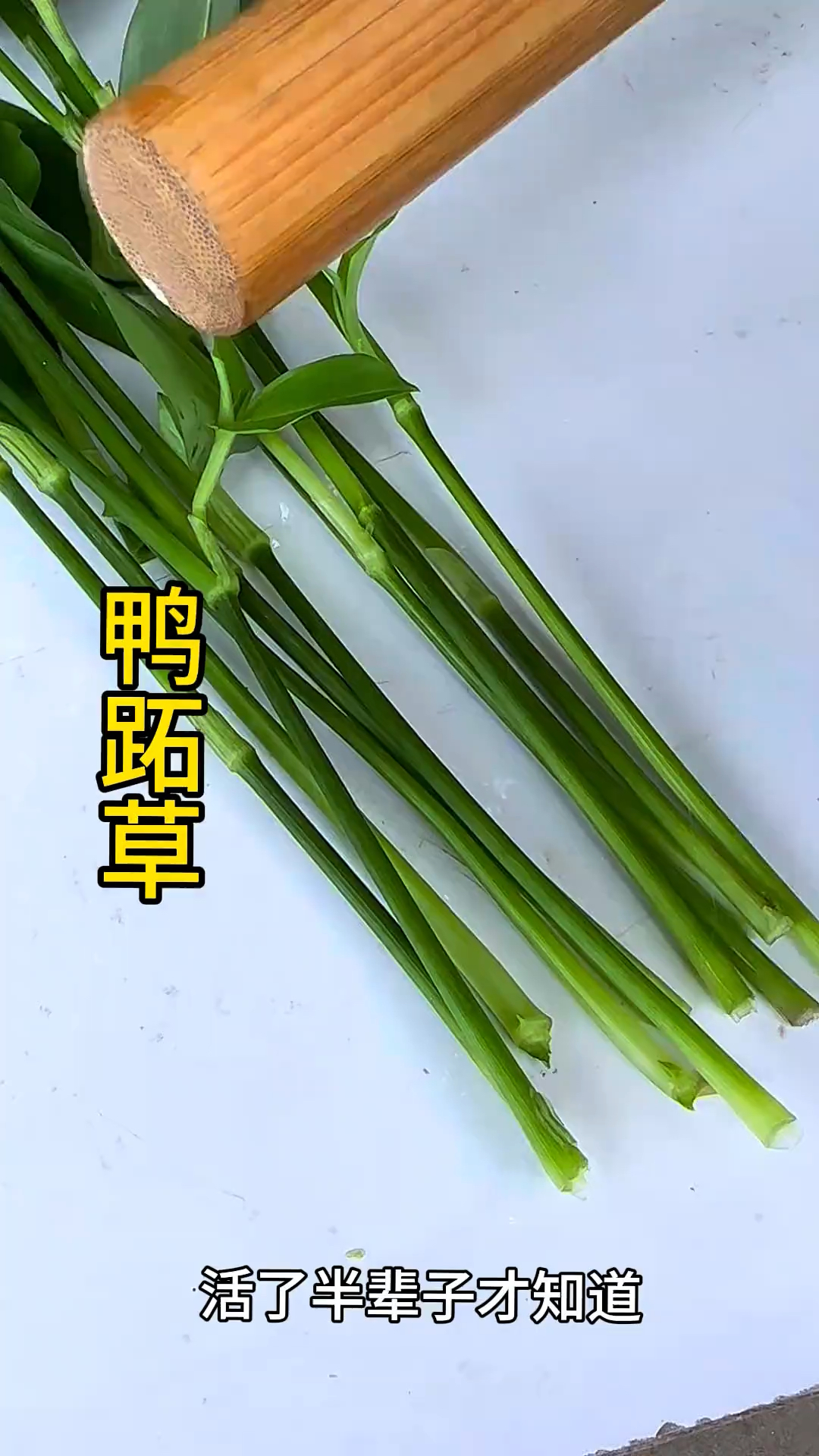 你的家乡还有嘛?知道它的别名和作用的,不妨说说看
