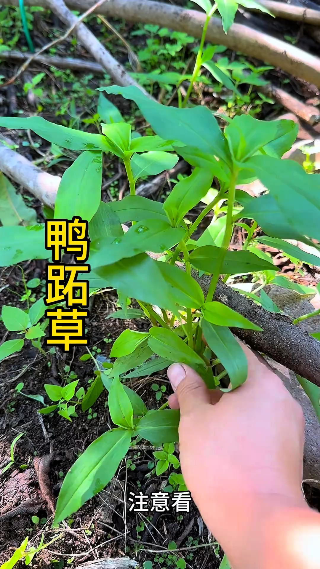 鸭跖草,也叫节节草、竹节菜等等,你那里还有鸭跖草吗?