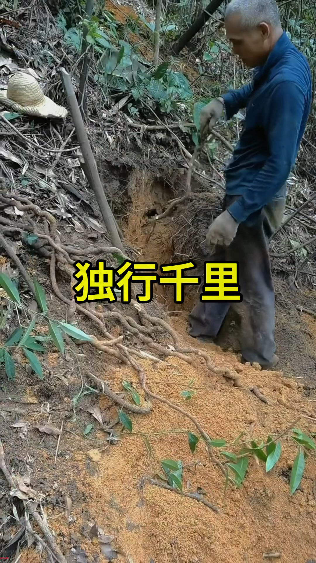 农村遍地是宝!老人叫它'独行千里',根茎粗壮价值高