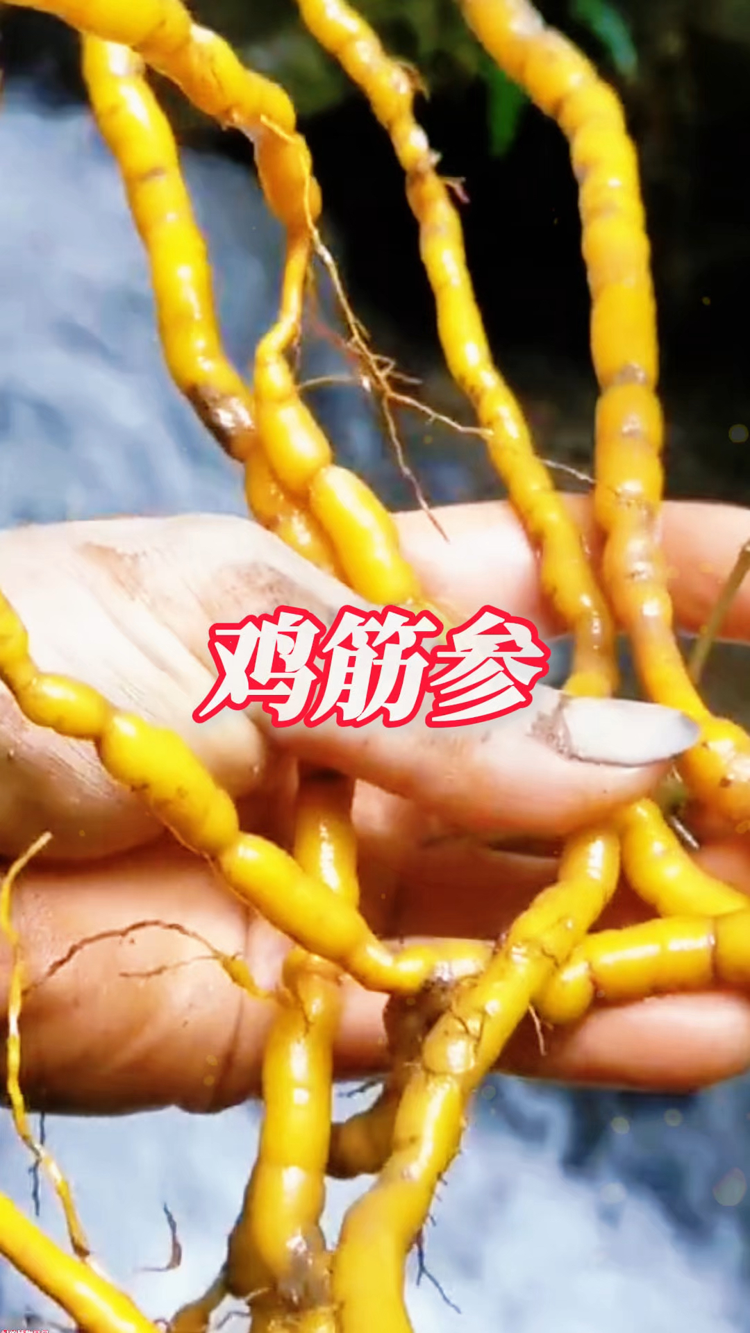 藏在深山的‘黄金根’,老人称它鸡筋参!识货的人都在默默找