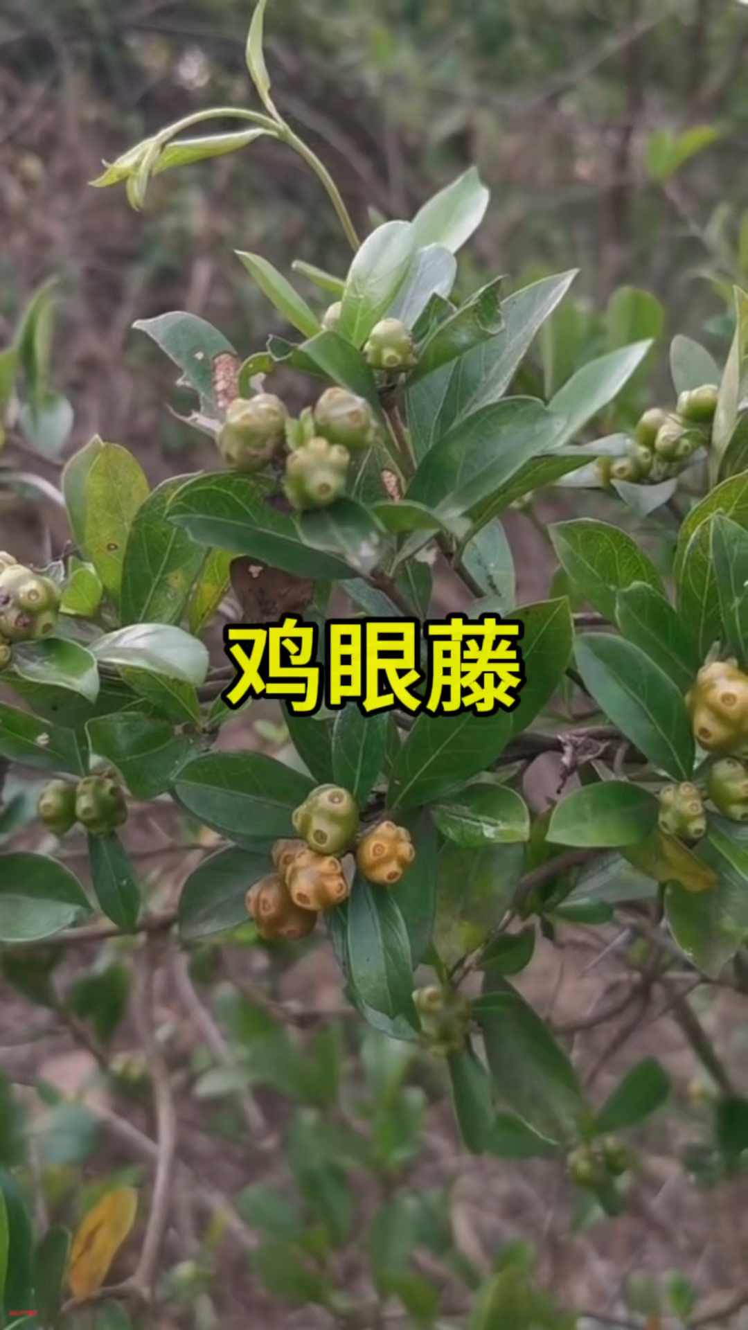 路边遇见鸡眼藤,别小看!它的好处让你惊喜