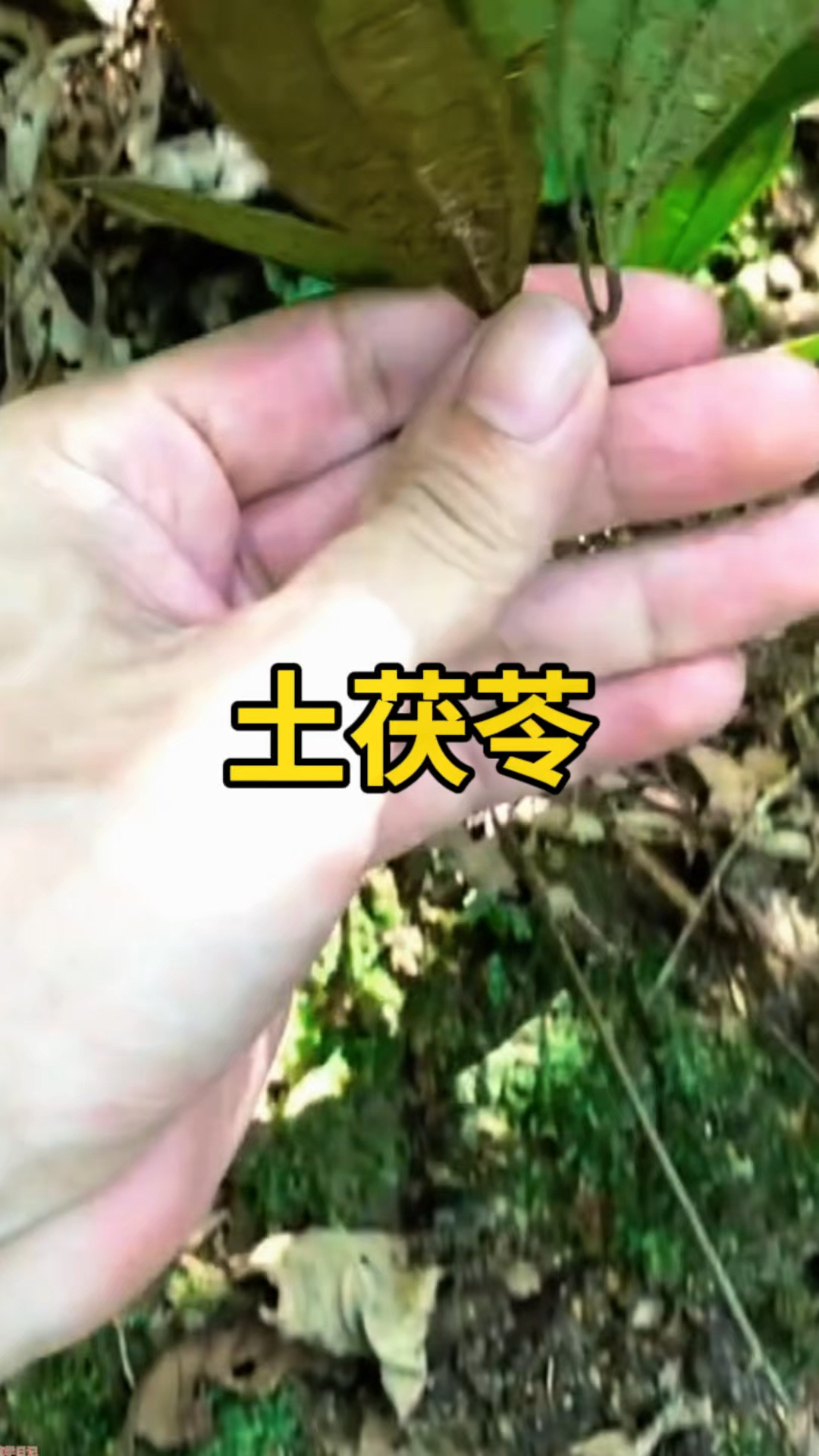 深山稀有宝藏!野生土茯苓一斤难求,揭秘它的真实价值和寻找技巧