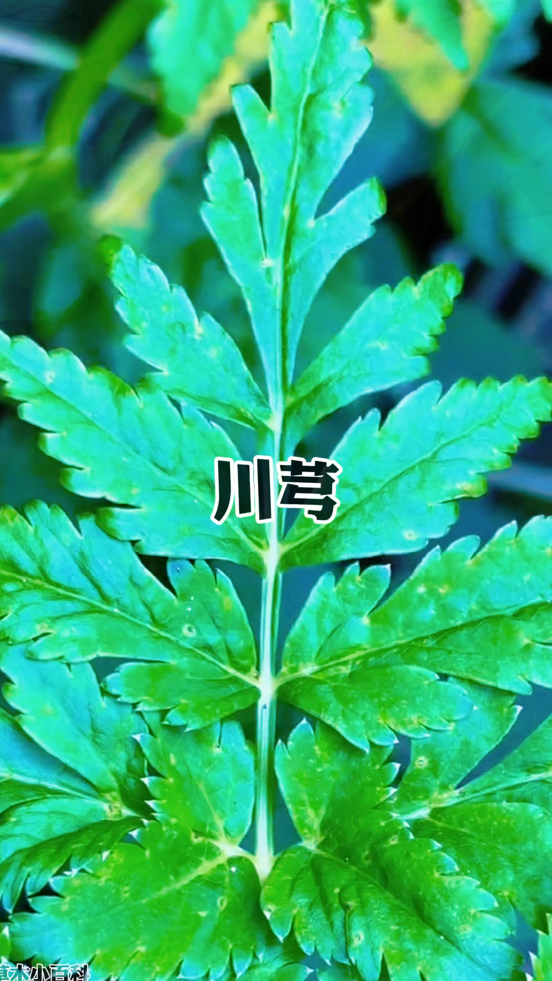 家乡有这种“疙瘩头”的注意了!它竟是日本高价求购的“黄金根”