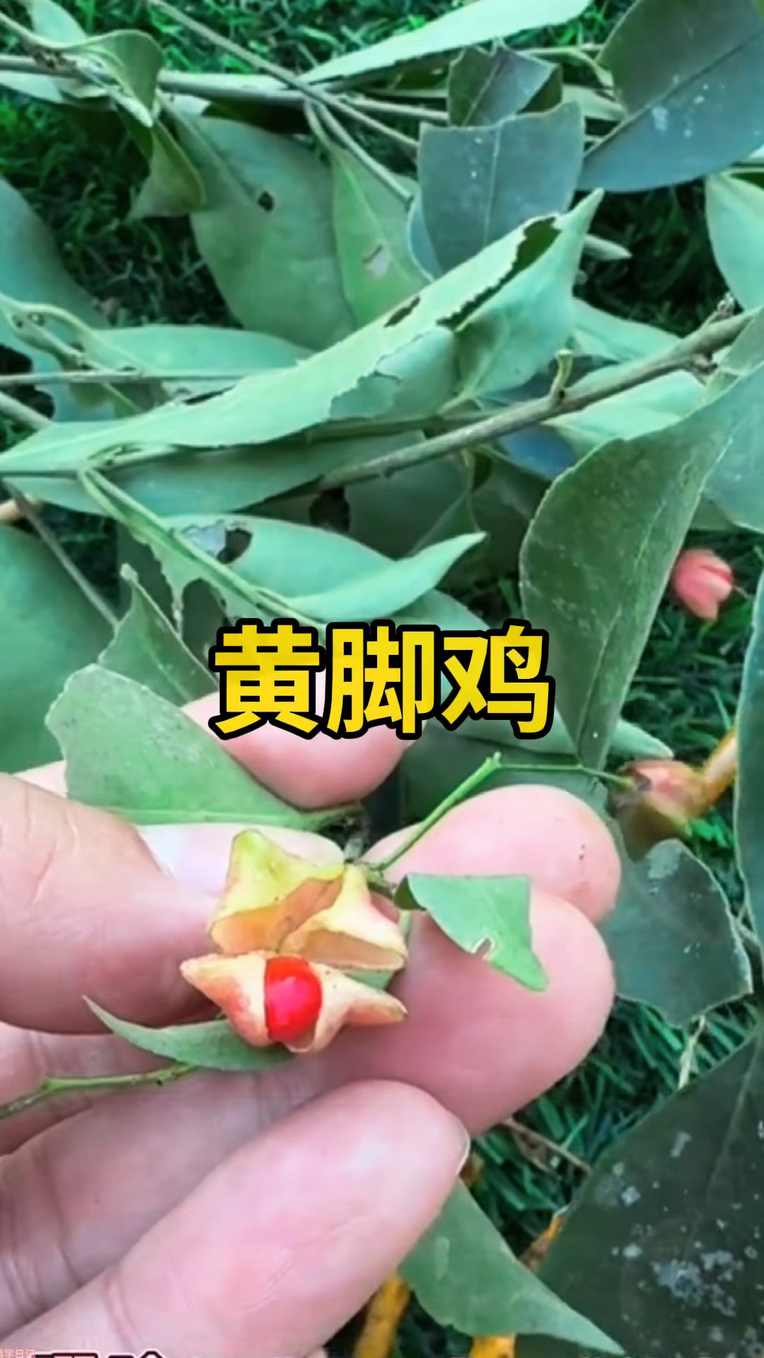 你听说过三百六一斤的‘黄脚鸡’吗？它不是家禽