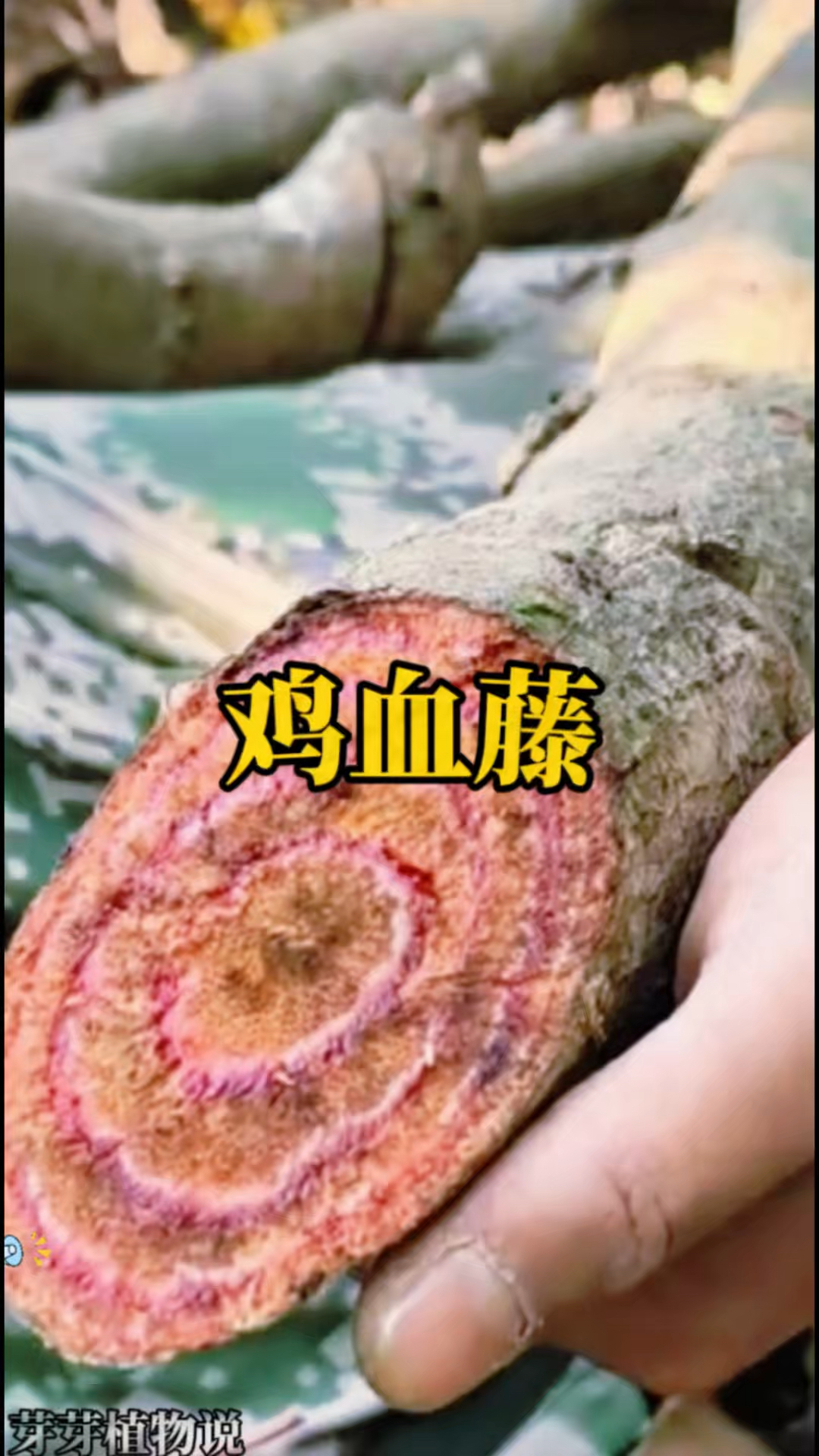 遇见野生鸡血藤，这种稀罕植物你认识吗？