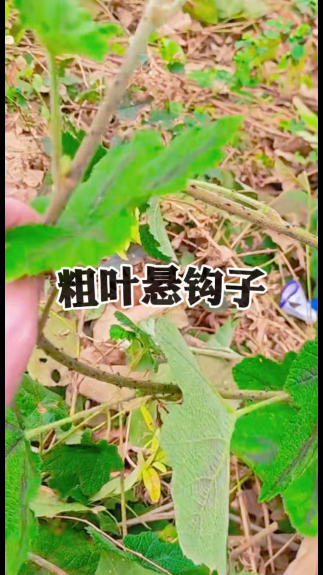 路边这种带刺的野草，其实是“粗叶悬钩子”！全身是宝价值高