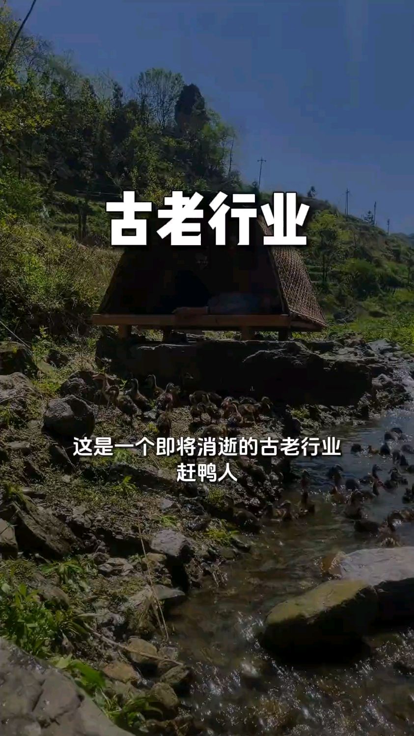 古老行业之赶鸭人