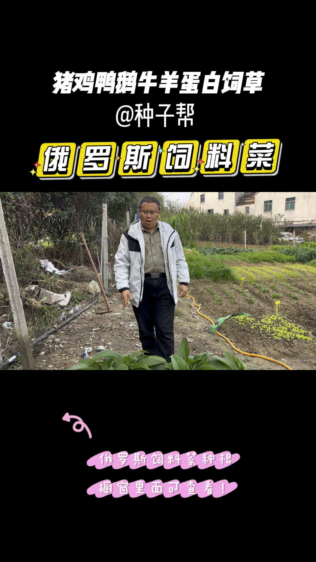 俄罗斯饲料菜耐寒零下42度,亩产量高,种植一次收割长达十几年
