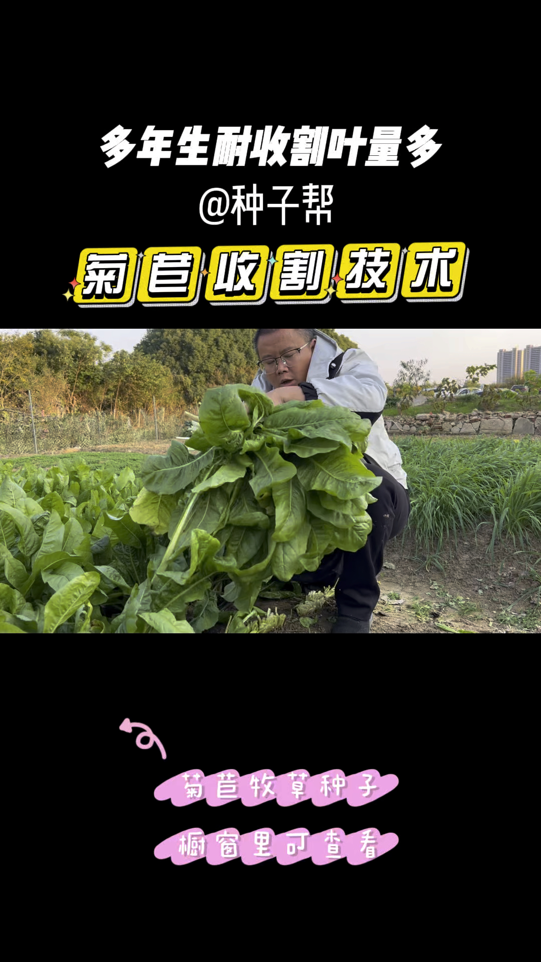 菊苣收割勤长得快,喂猪鸡鸭鹅兔营养均衡,可做主食,可利用多年