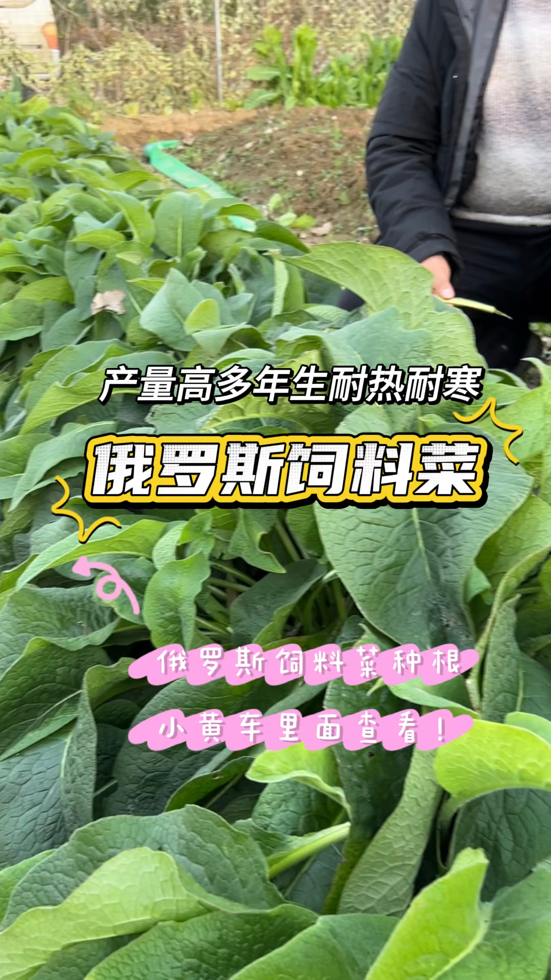 俄罗斯饲料菜也叫聚合草,叶片宽大产量高,一次种植收割十几年