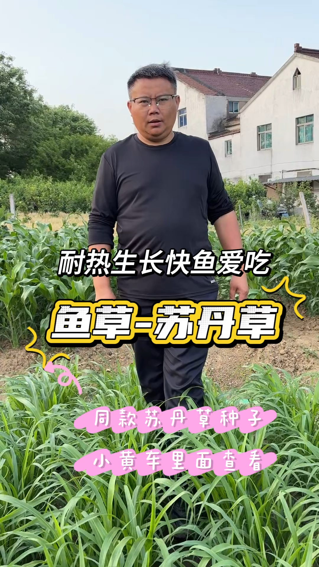 夏季养鱼种苏丹草,不怕热生长快,多次收割,喂鱼长肉效益好