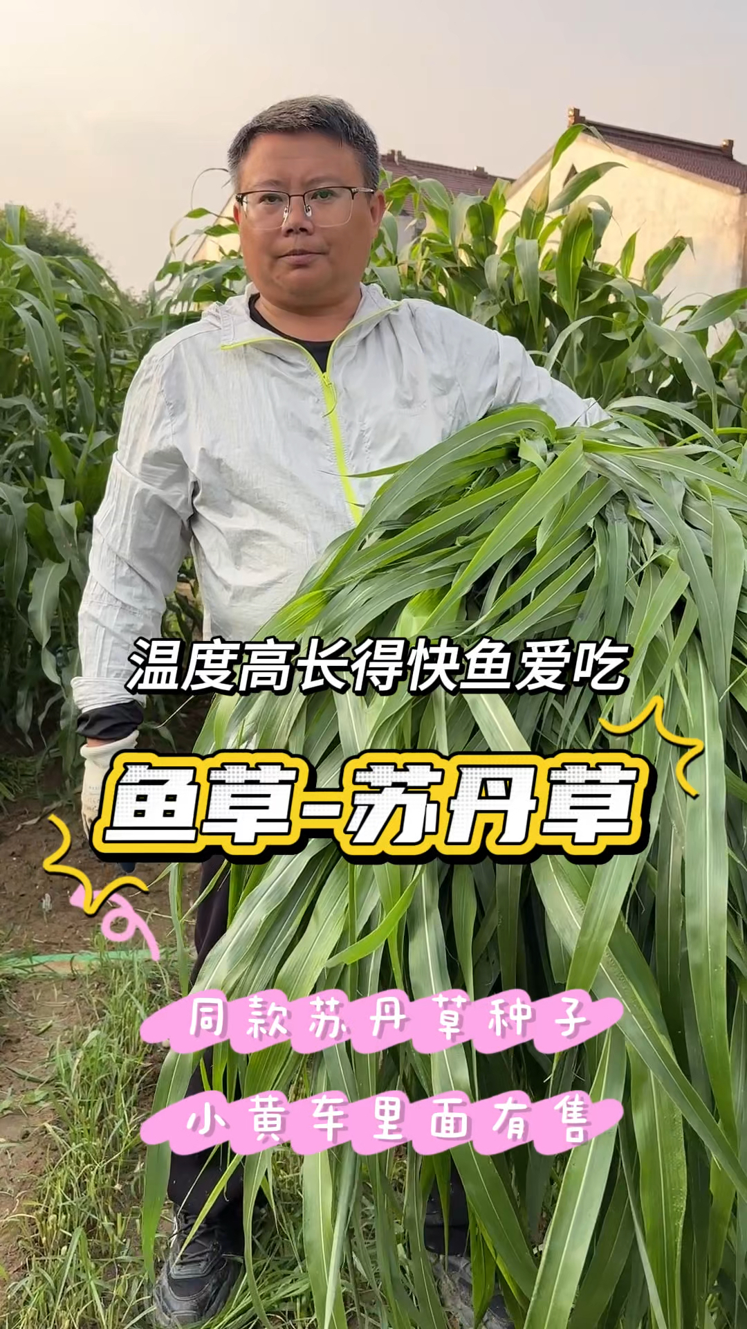养鱼夏季就种苏丹草,生长快产量高,鱼爱吃,一年能割4～6次以上