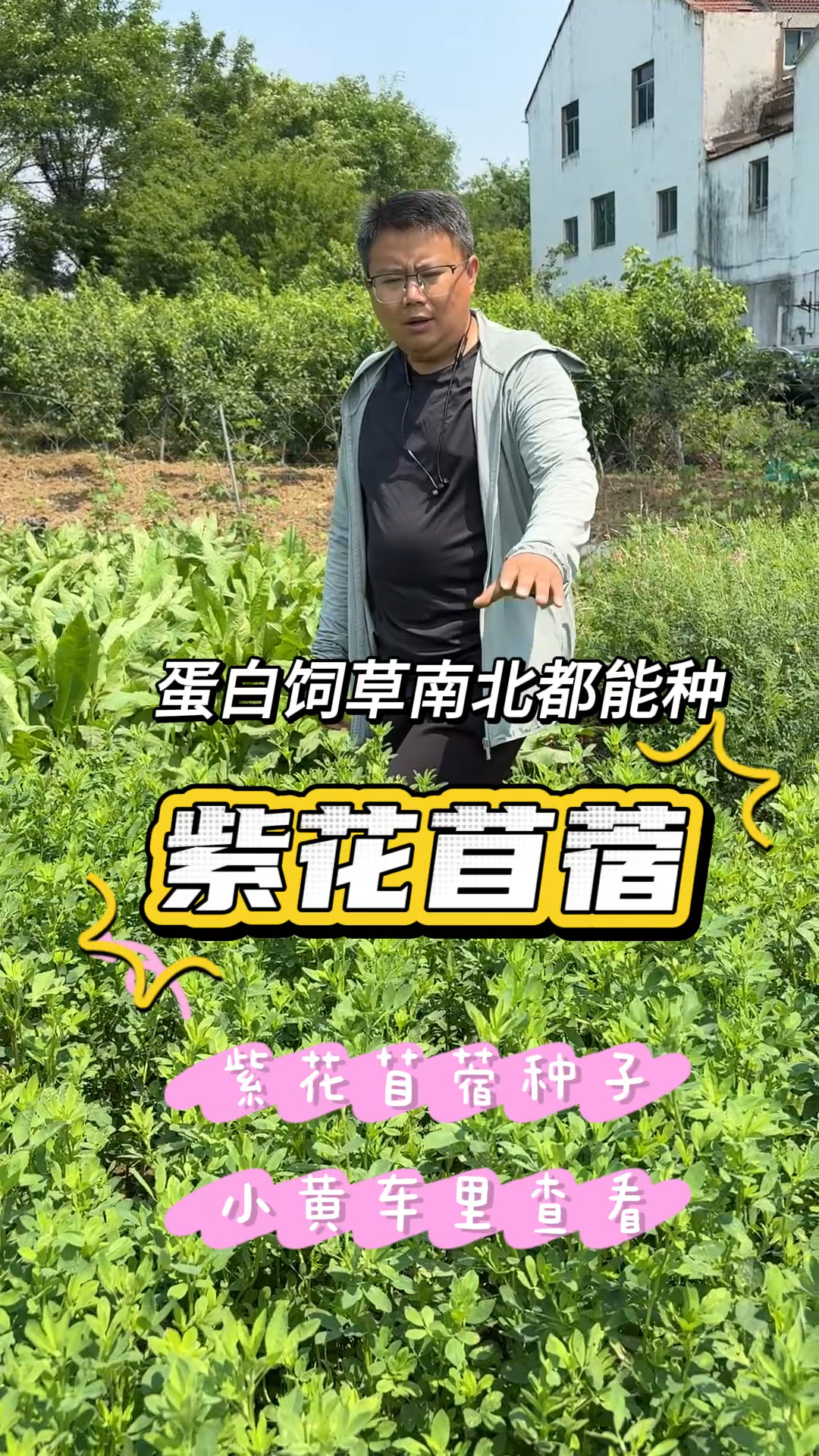 紫花苜蓿多年生高蛋白营养好,在南方也一样能种好,一年能割多次