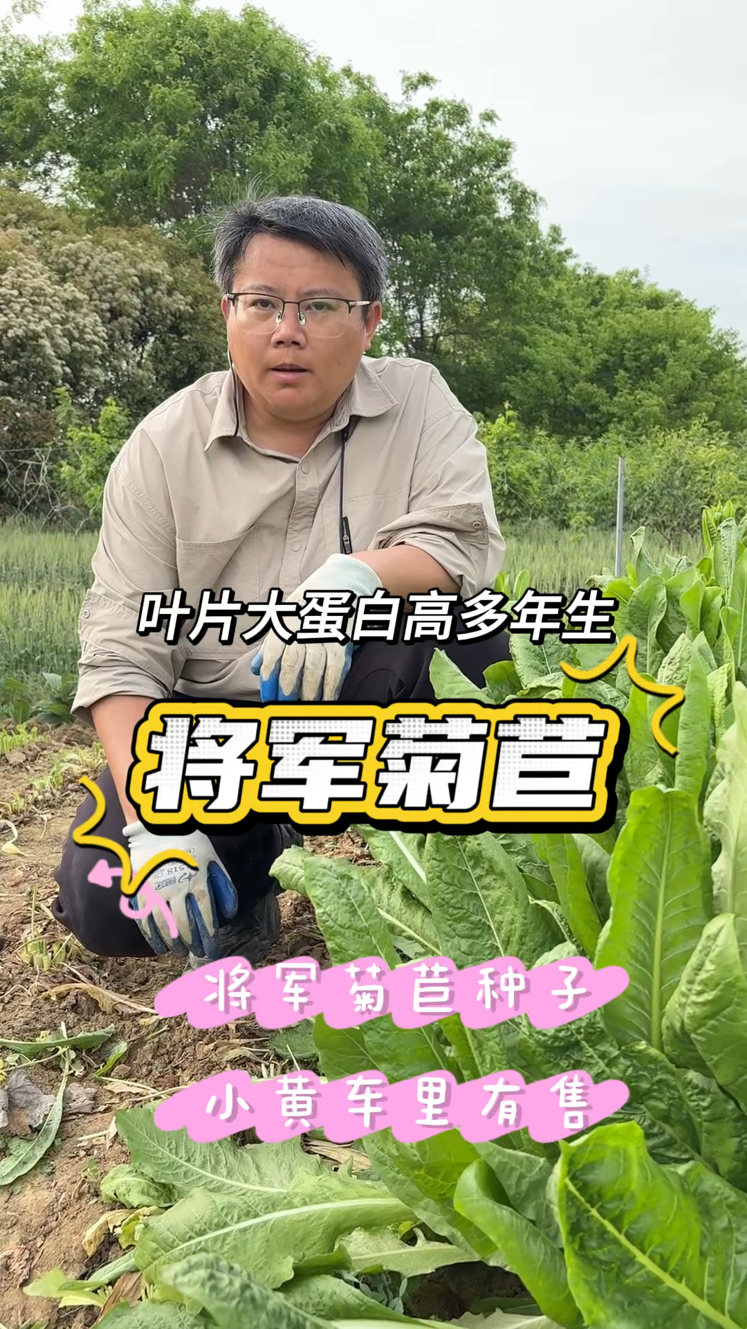 种菊苣一定要种将军菊苣,产量高,叶片多,一年能割6～8次以上