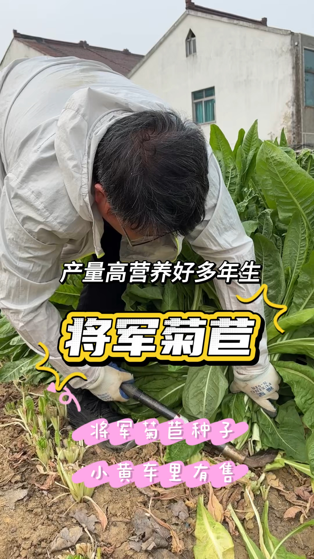 将军菊苣叶片宽大多次收割,绒毛少适口性好,猪兔鱼鸡鸭鹅都爱吃