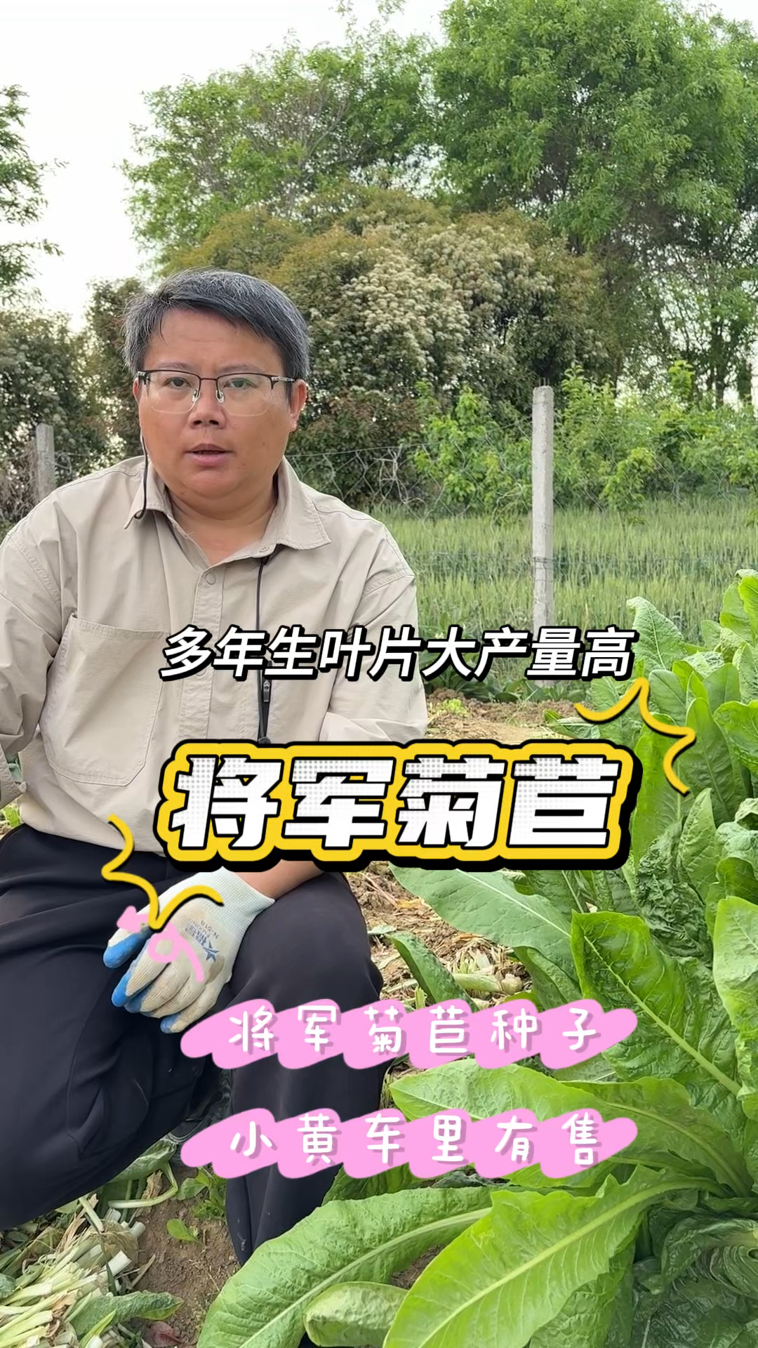 同样是菊苣,将军菊苣和普通大叶菊苣到底有哪些区别?您种对了吗