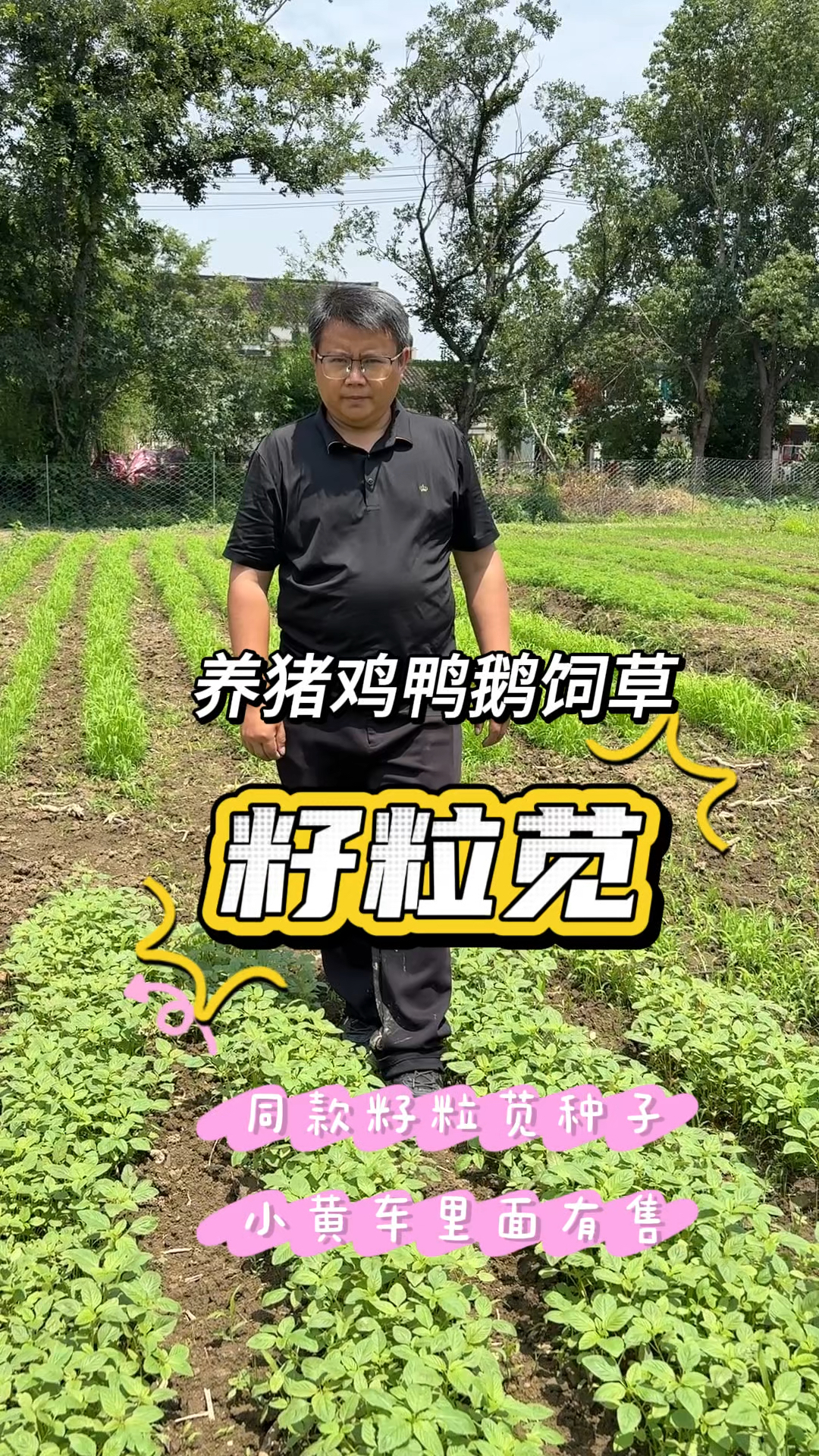 养猪夏季高产牧草,用籽粒苋耐热耐旱,生长快营养好,可青饲青储