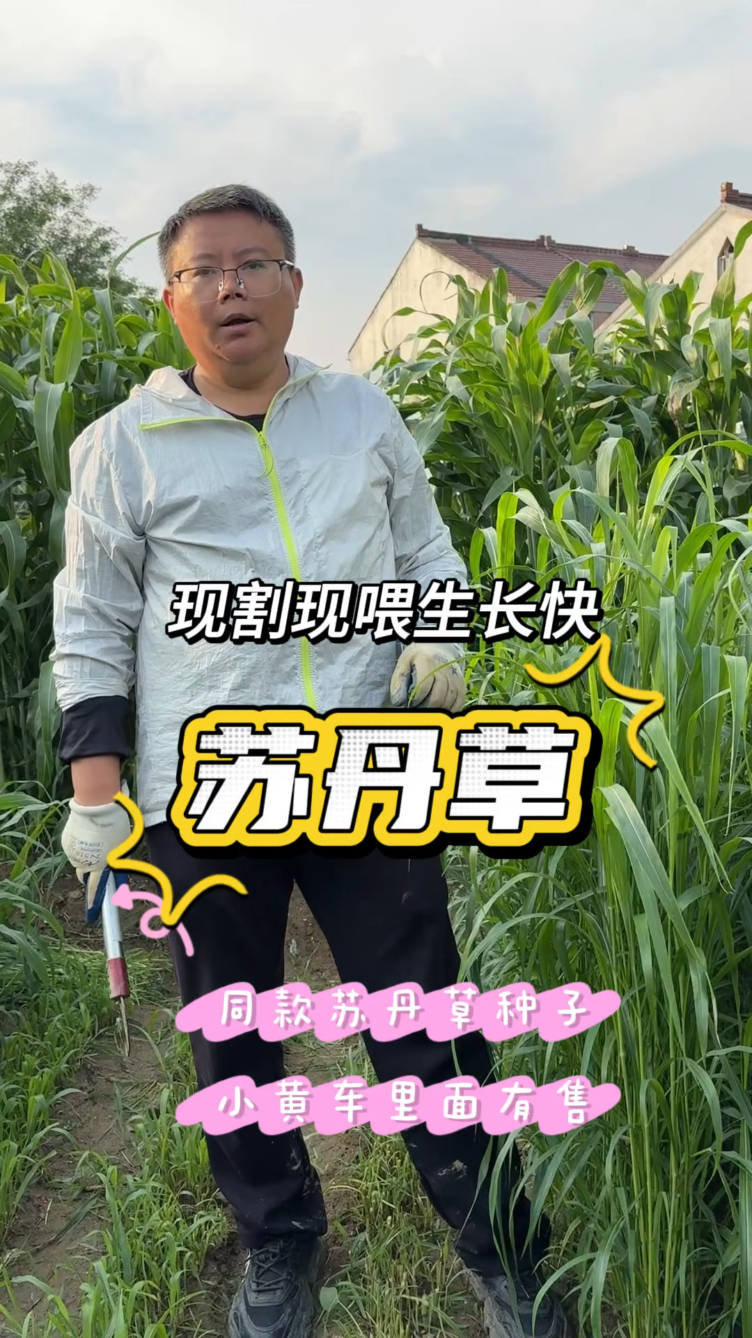养鱼春夏季节就种苏丹草,也叫鱼草生长快,鱼吃好消化,长肉迅速