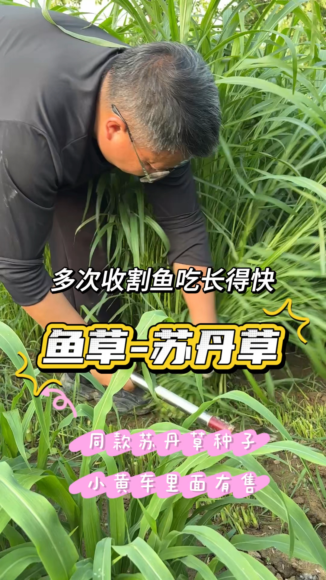 这就是很多养殖朋友种的苏丹草，也叫鱼草，生长快耐热性好鱼爱吃