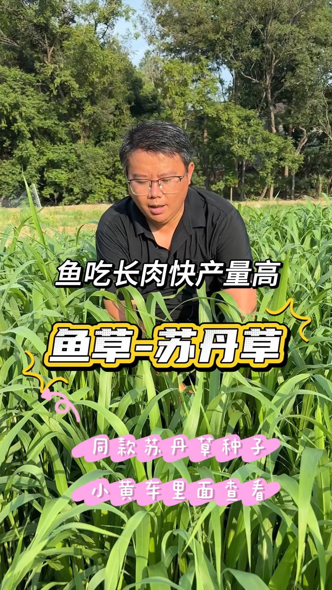 苏丹草也叫鱼草，生长快再生能力强，多次收割，而且鱼非常喜食