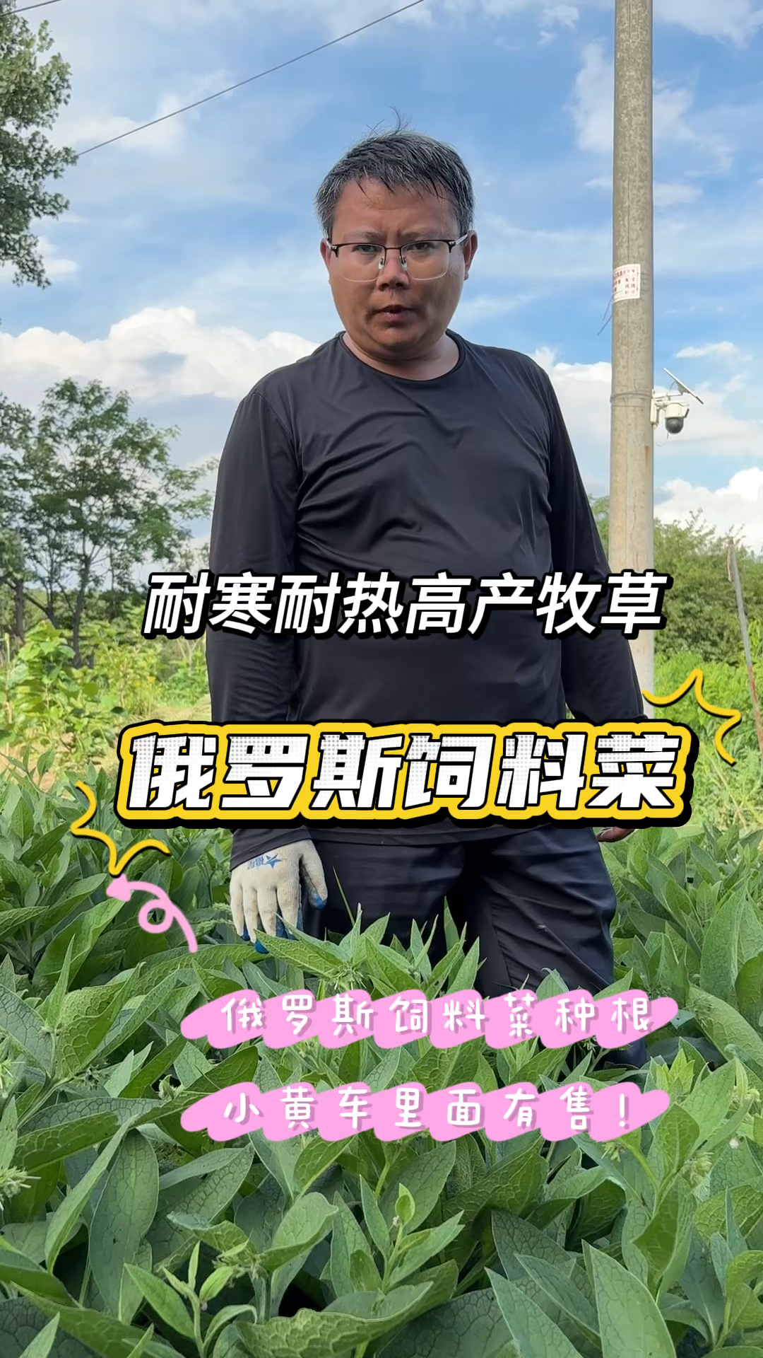 俄罗斯饲料菜高产耐寒牧草，养猪鸡鸭鹅牛羊都可以，大东北都能种