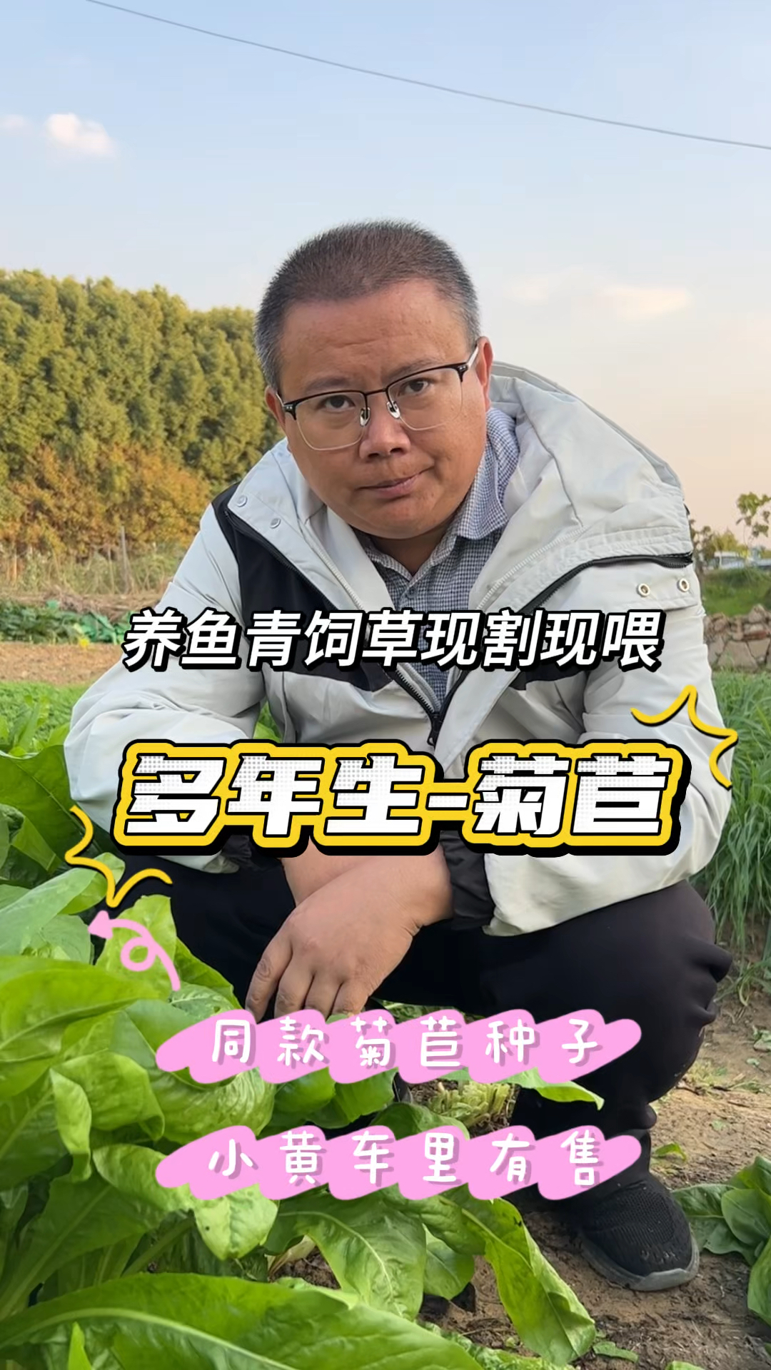 多年生养鱼牧草品种,就用这款菊苣叶片大蛋白高,直接现割现喂
