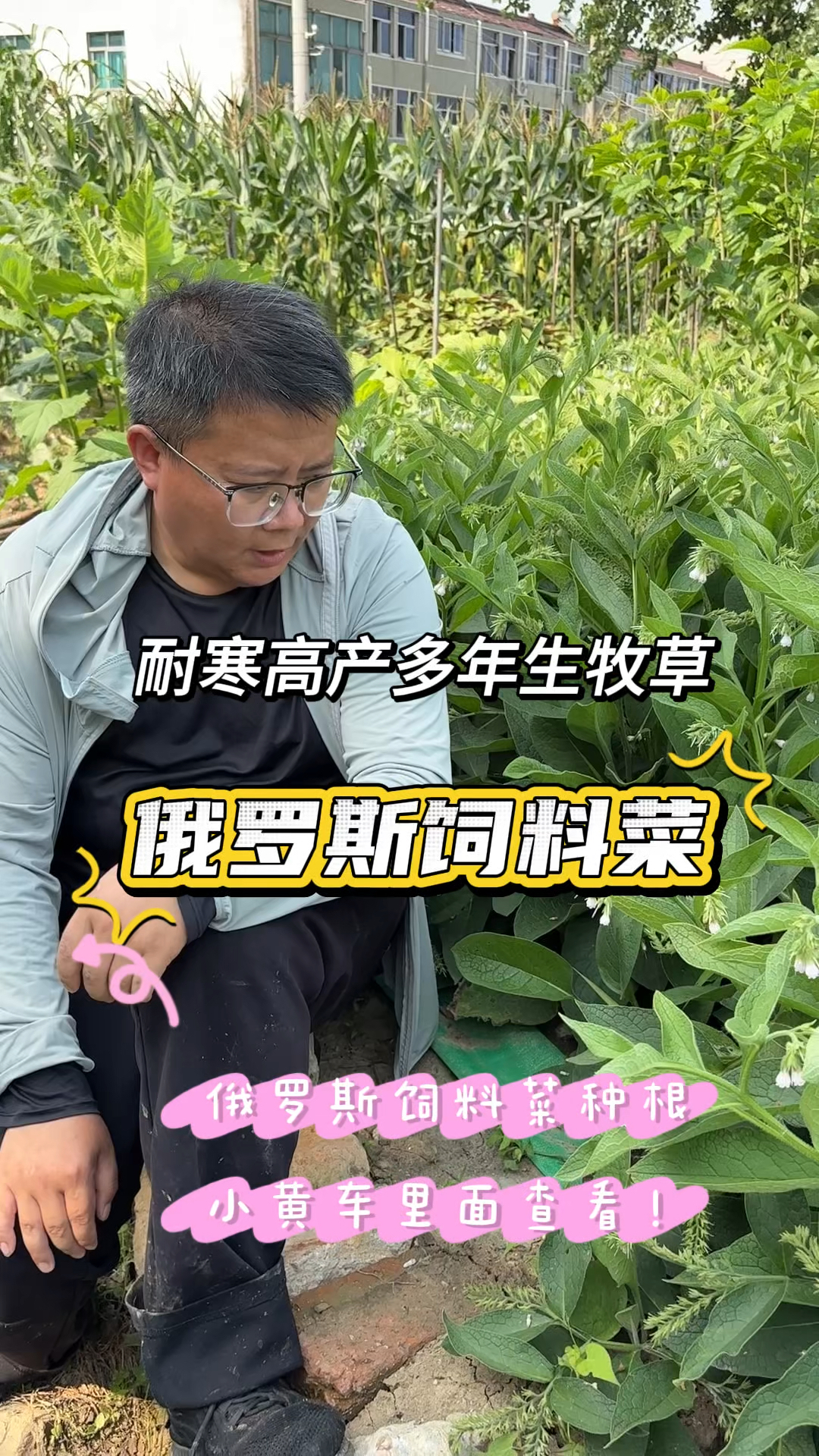 俄罗斯饲料菜高产耐寒多年生牧草,适应性强,一年能割6～8次以上