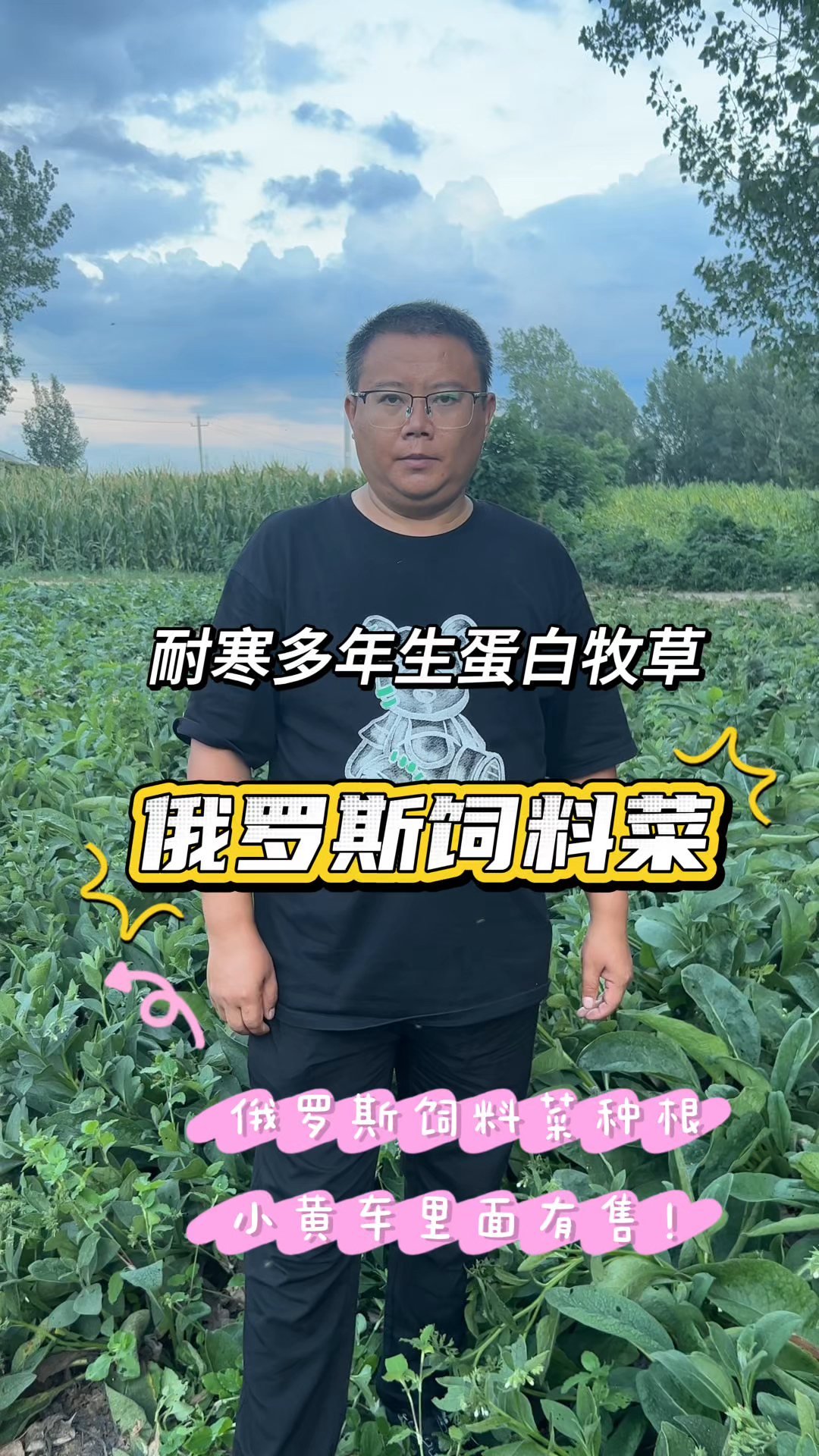 养猪鸡鸭鹅高产高蛋白牧草，就种俄罗斯饲料菜，大东北都可以种