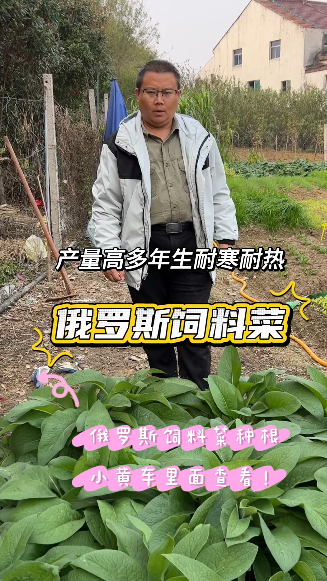 亩产可达30吨左右的俄罗斯饲料菜,多年生耐寒又不怕热,营养好