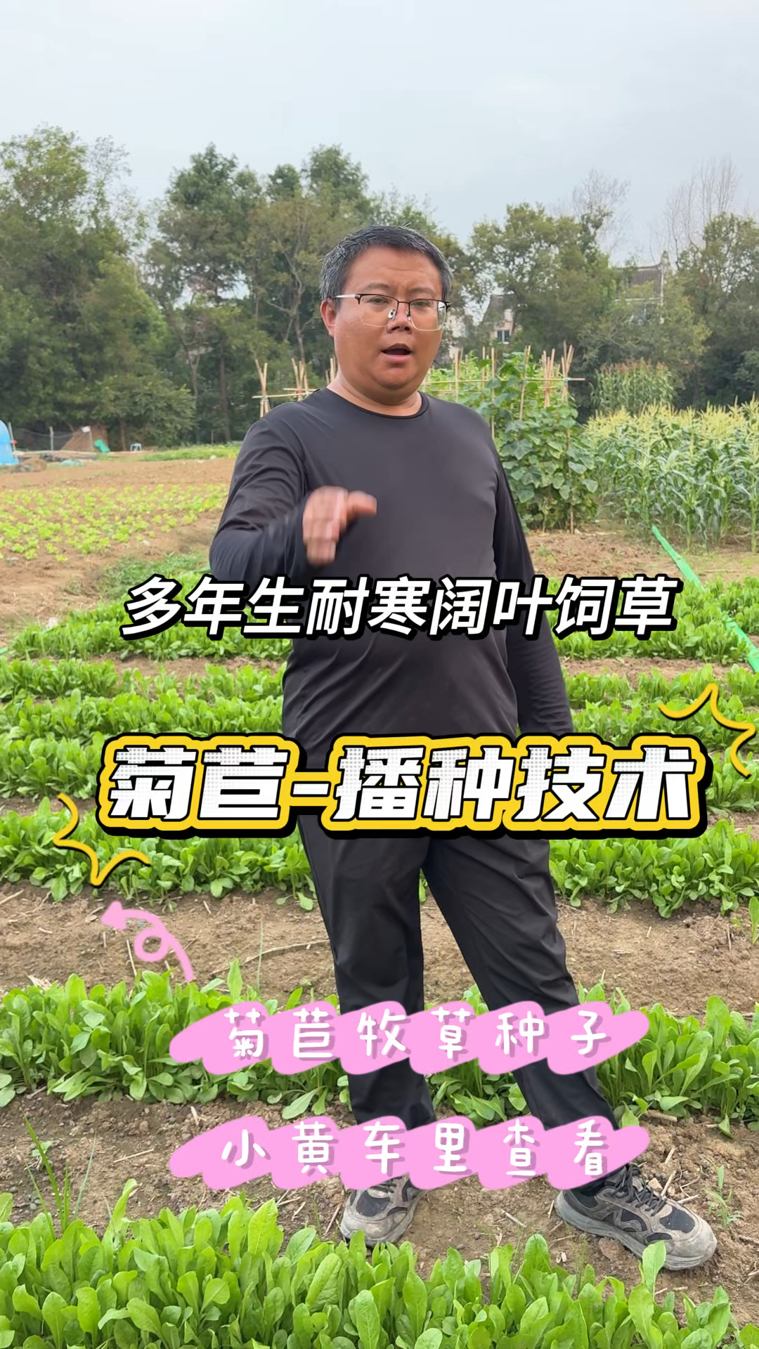菊苣种子小播密了怎么办?多年生阔叶菜,养猪鸡鸭鹅都能种