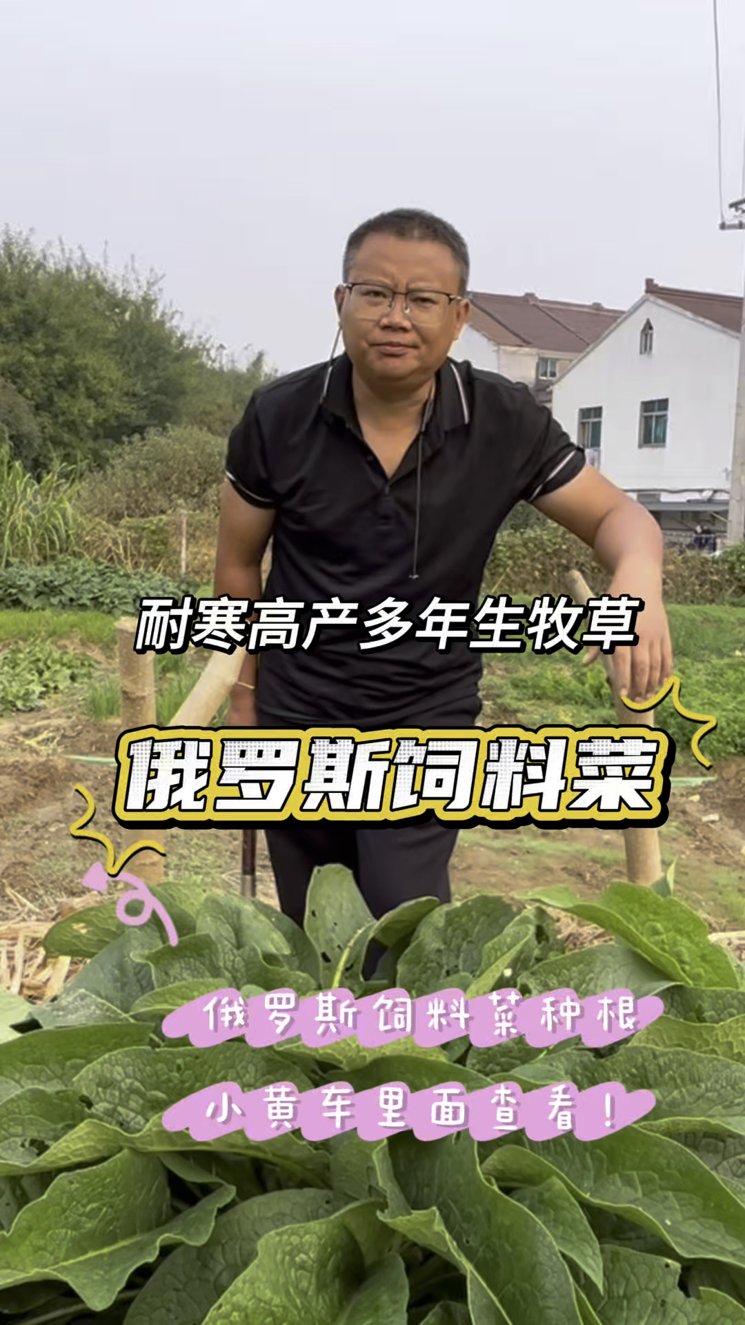 一年能收割6～8次以上的俄罗斯饲料菜，耐寒高产多年生养家禽家畜