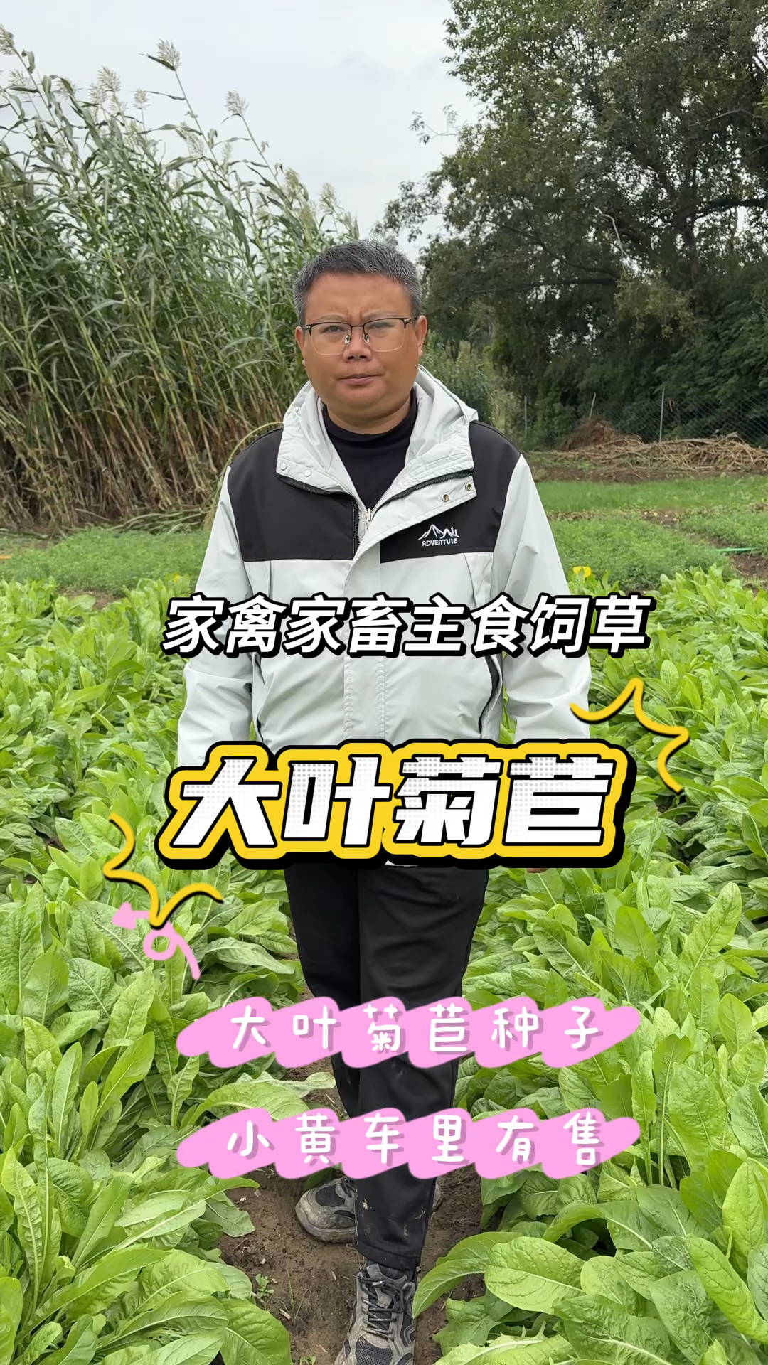 养猪鸡鸭鹅秋季一定要种点大叶菊苣，叶片多柔嫩光滑，适口性好