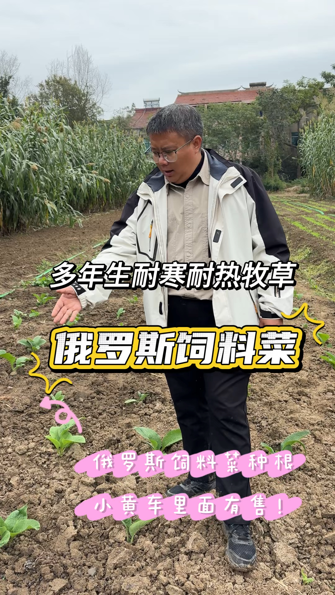 这就是亩产能达几十吨的俄罗斯饲料菜,耐寒零下40度低温,产量高