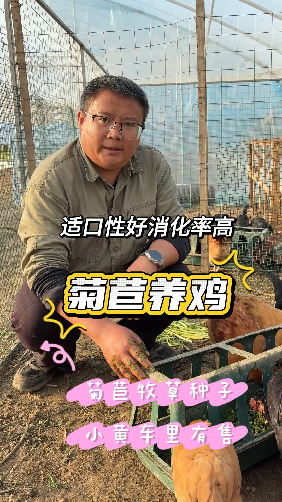 菊苣养鸡可做主食,搭配鲁梅克斯营养更均衡,多年收割产量又好