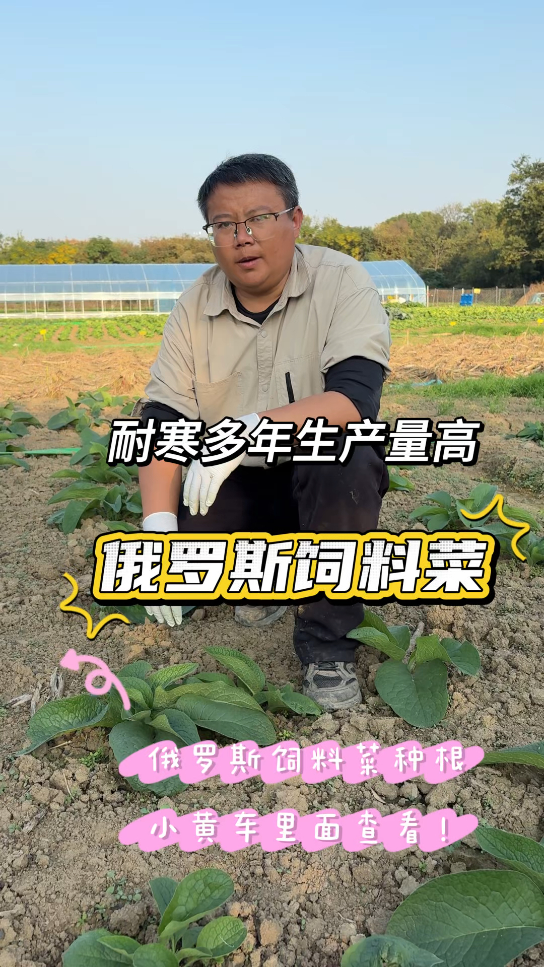 亩产可达6万多斤的俄罗斯饲料菜，耐寒耐热又高产，可喂牛羊家禽