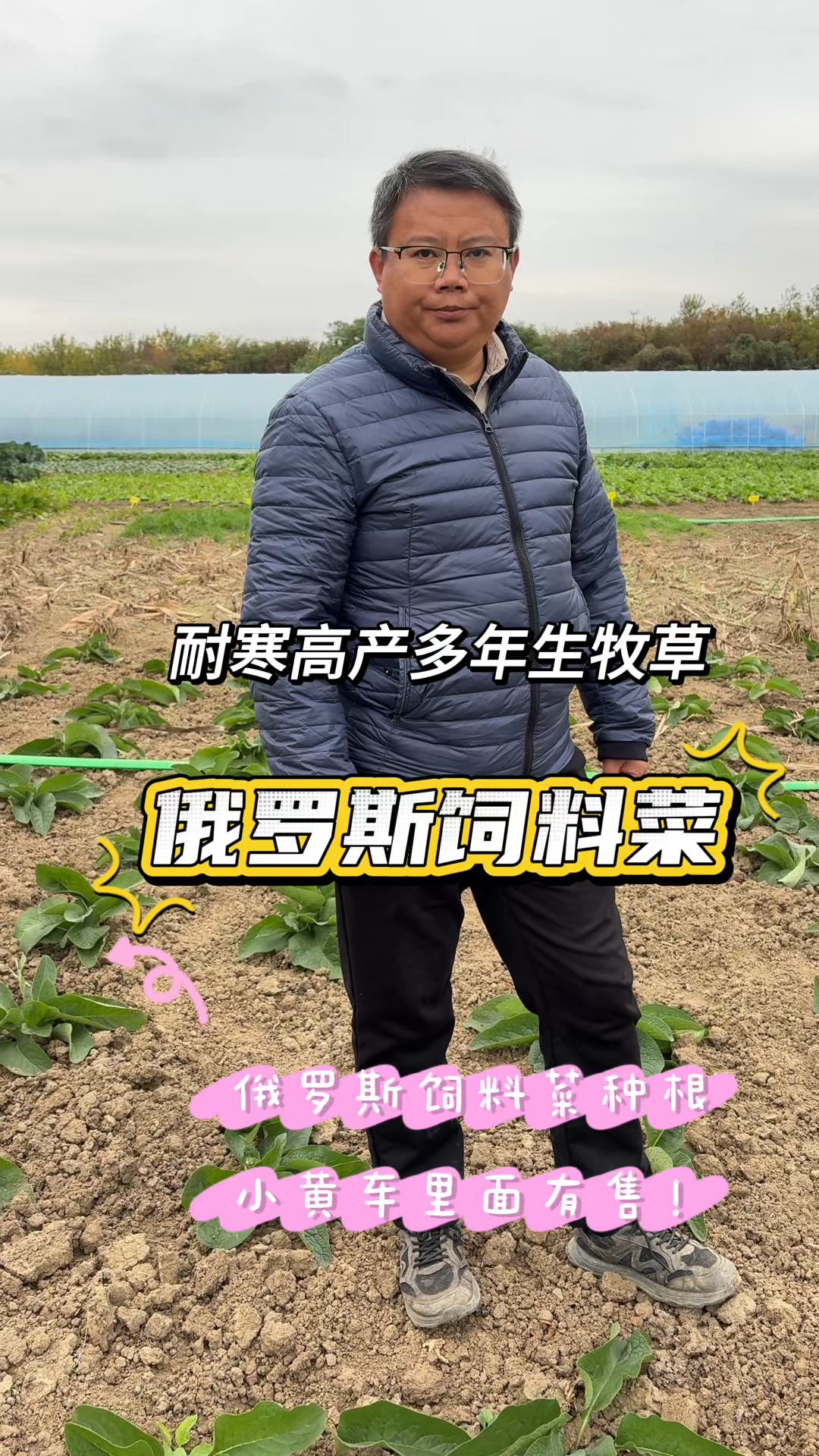进入冬季南方地区还可以种俄罗斯饲料菜吗？多年生耐寒高产牧草