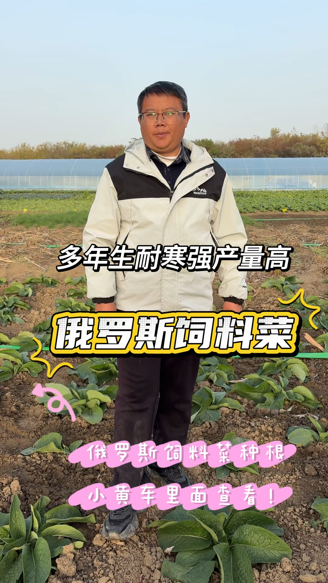 南方冬季种植的高产牧草，用俄罗斯饲料菜既耐寒又抗旱，能多年生
