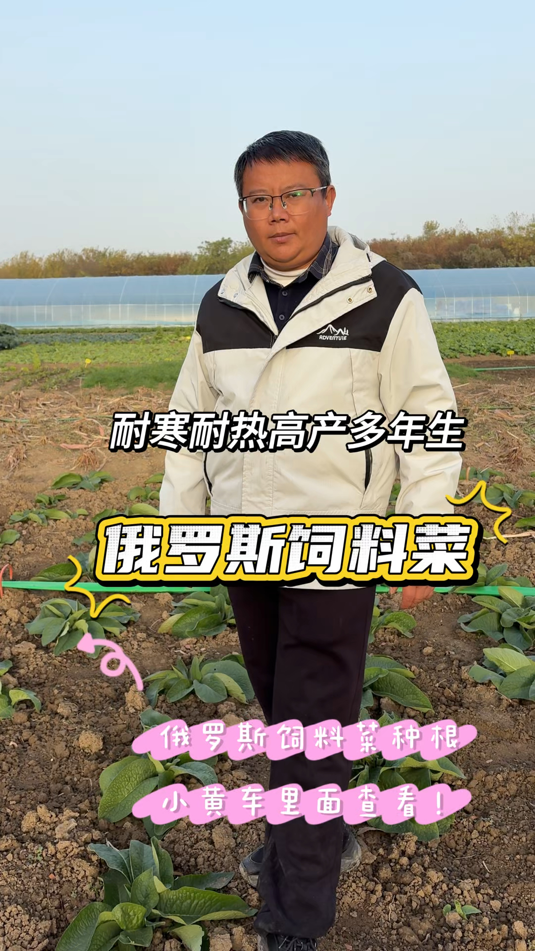 千万要注意,俄罗斯饲料没有种子,都是种根繁育,耐寒高产型牧草