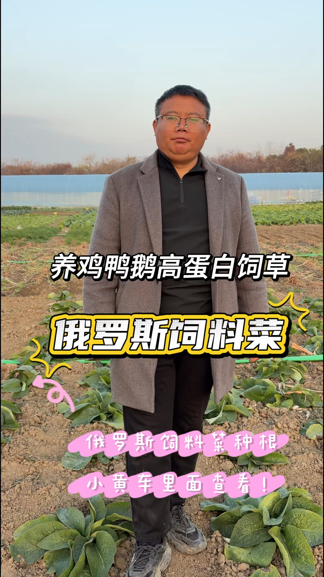 养鸡鸭鹅高产高蛋白牧草,就种俄罗斯饲料菜,一年能割七八茬以上