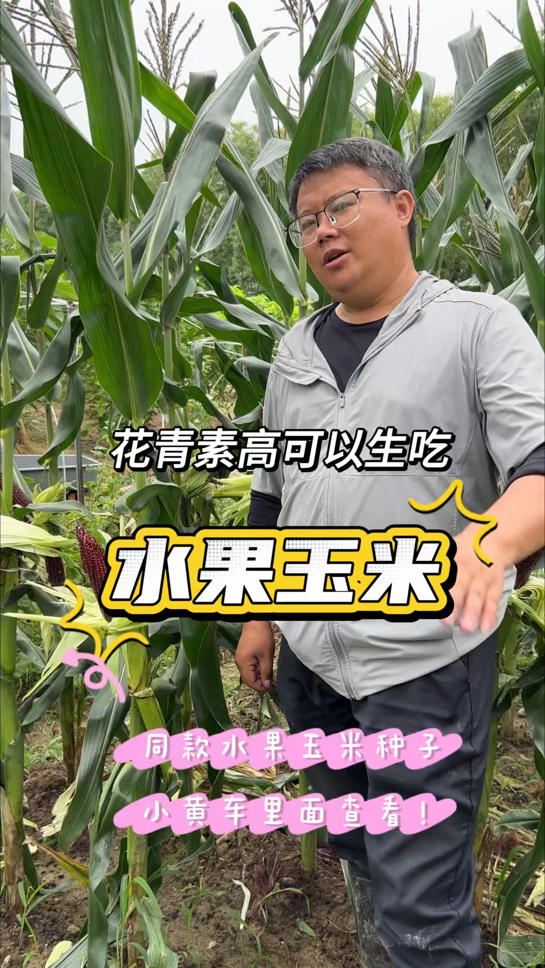 这就是真正的水果玉米,花青素黑甜玉米,营养好,可以直接生吃